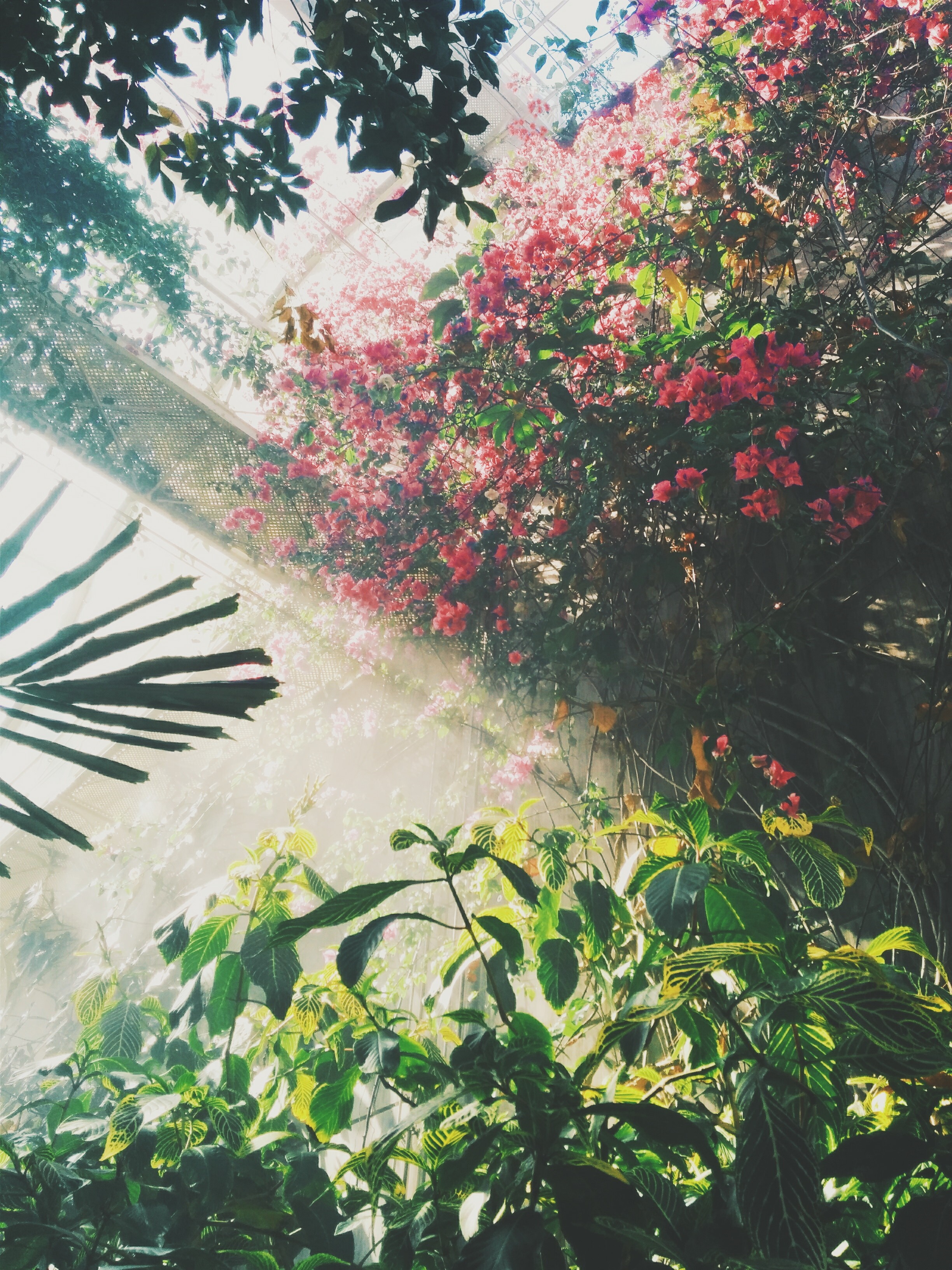 Sunlight filtering through plants and flowers in a greenhouse HD Wallpaper