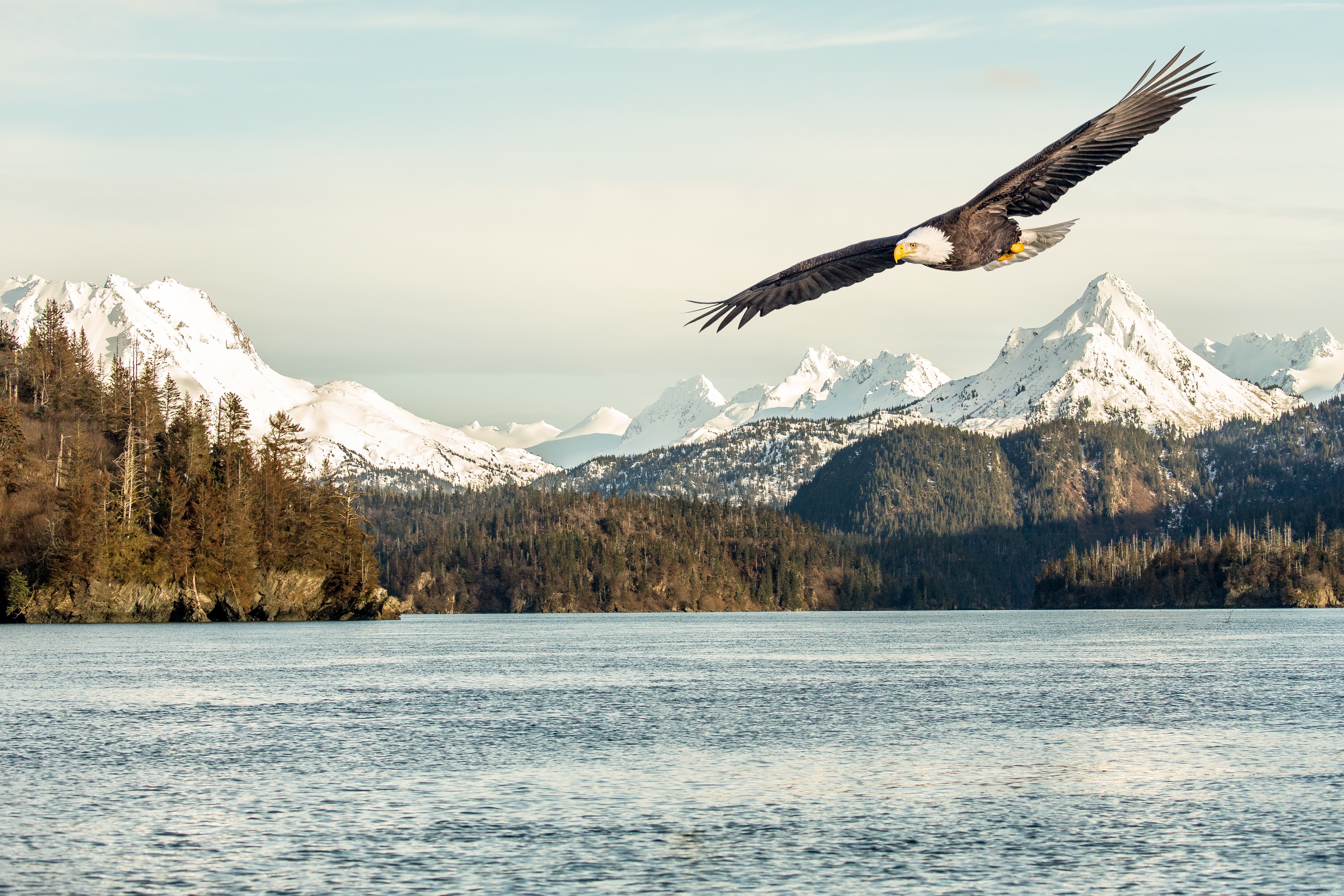 Bald eagle flying over a lake with snow-capped mountains HD Wallpaper