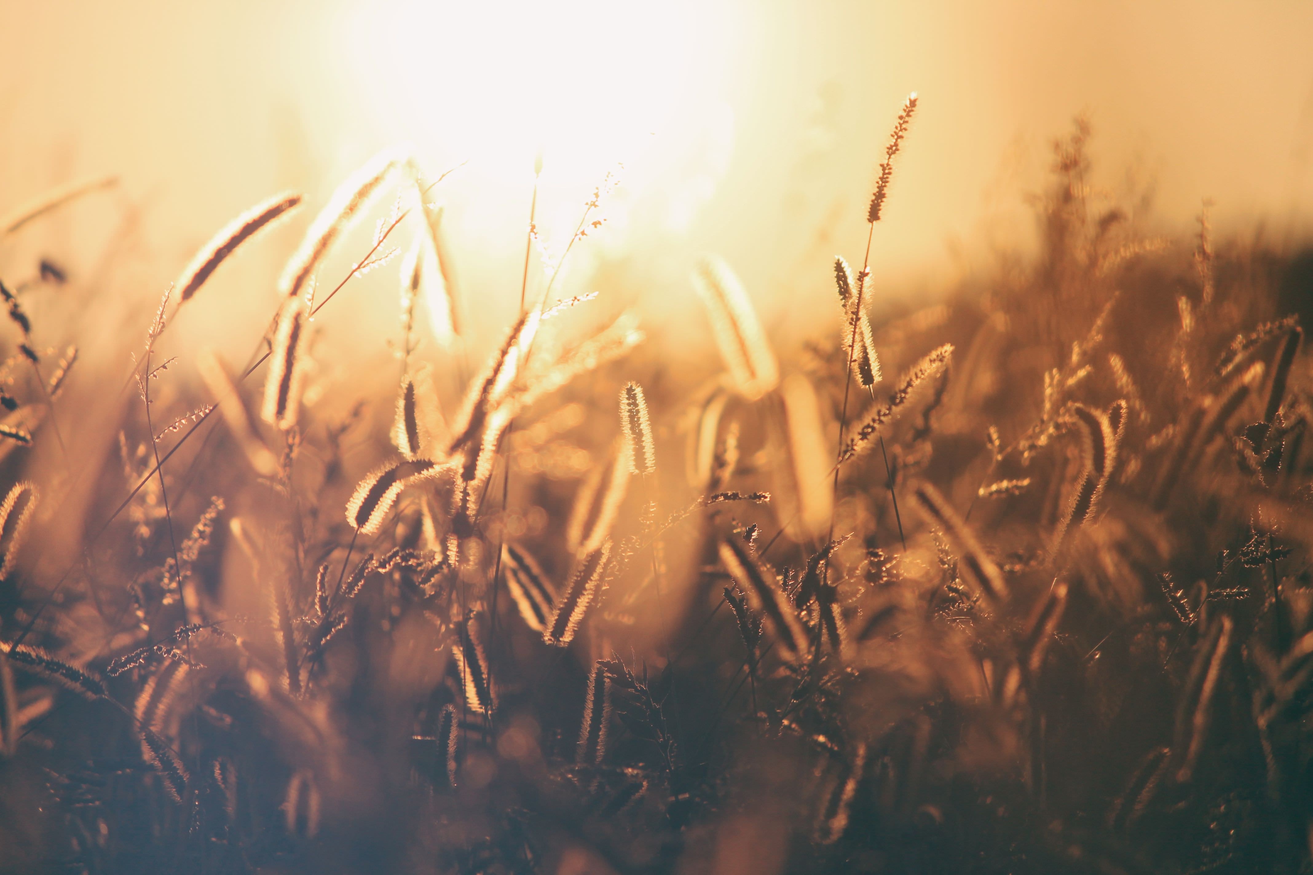 Close up of grass in golden sunlight HD Wallpaper