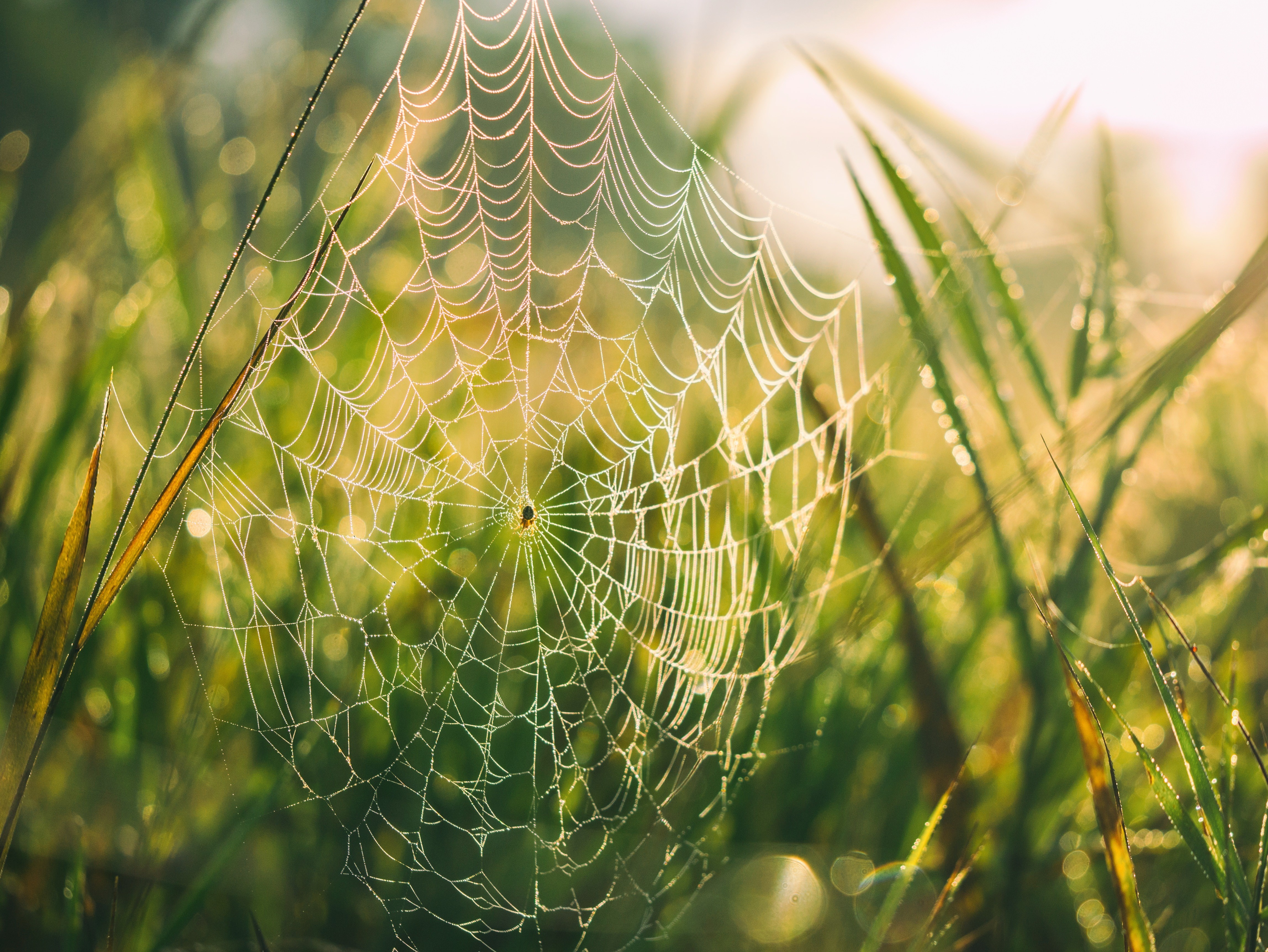 Spiderweb with dew drops in morning sunlight HD Wallpaper