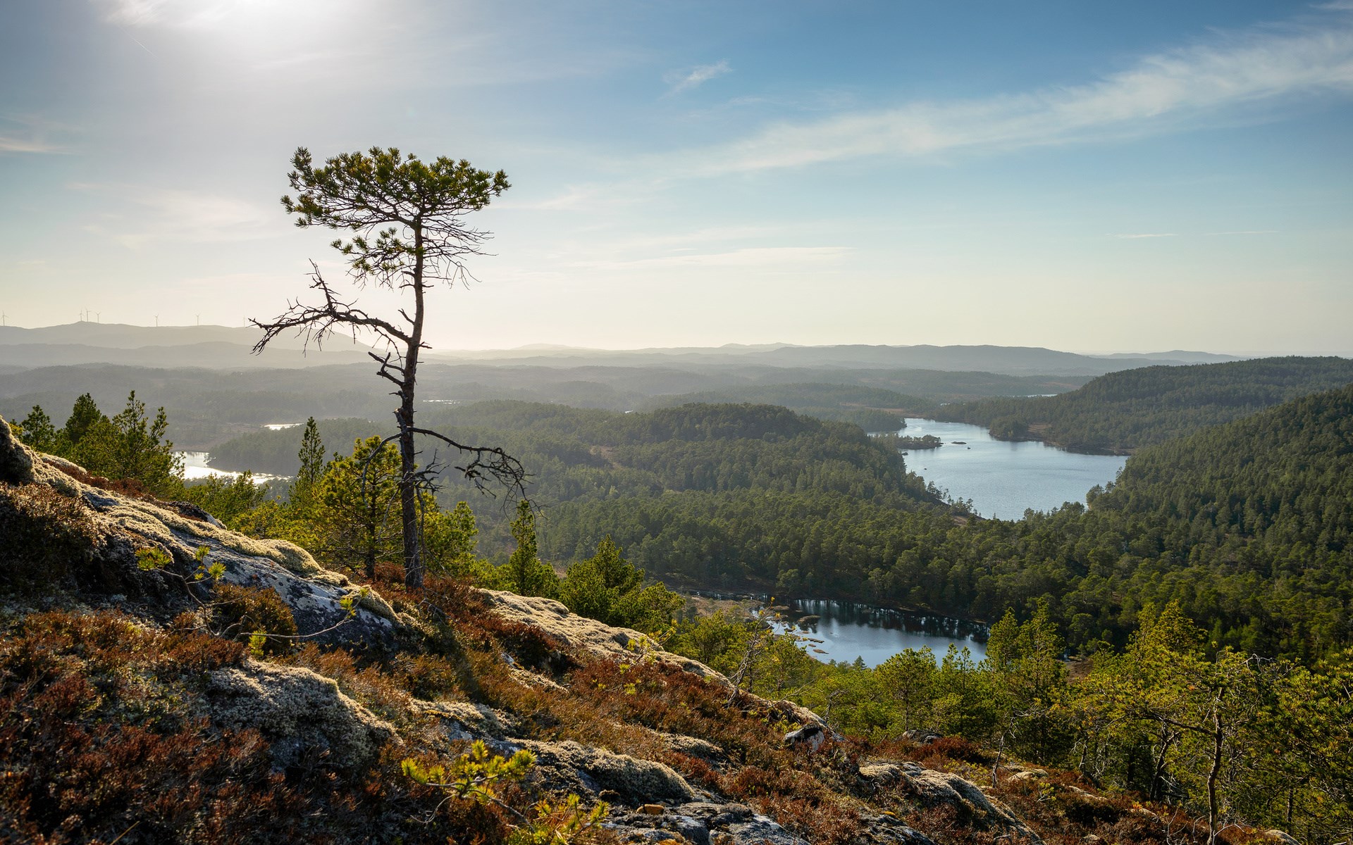 Pine tree on a rocky outcrop overlooking a lake and forest HD Wallpaper