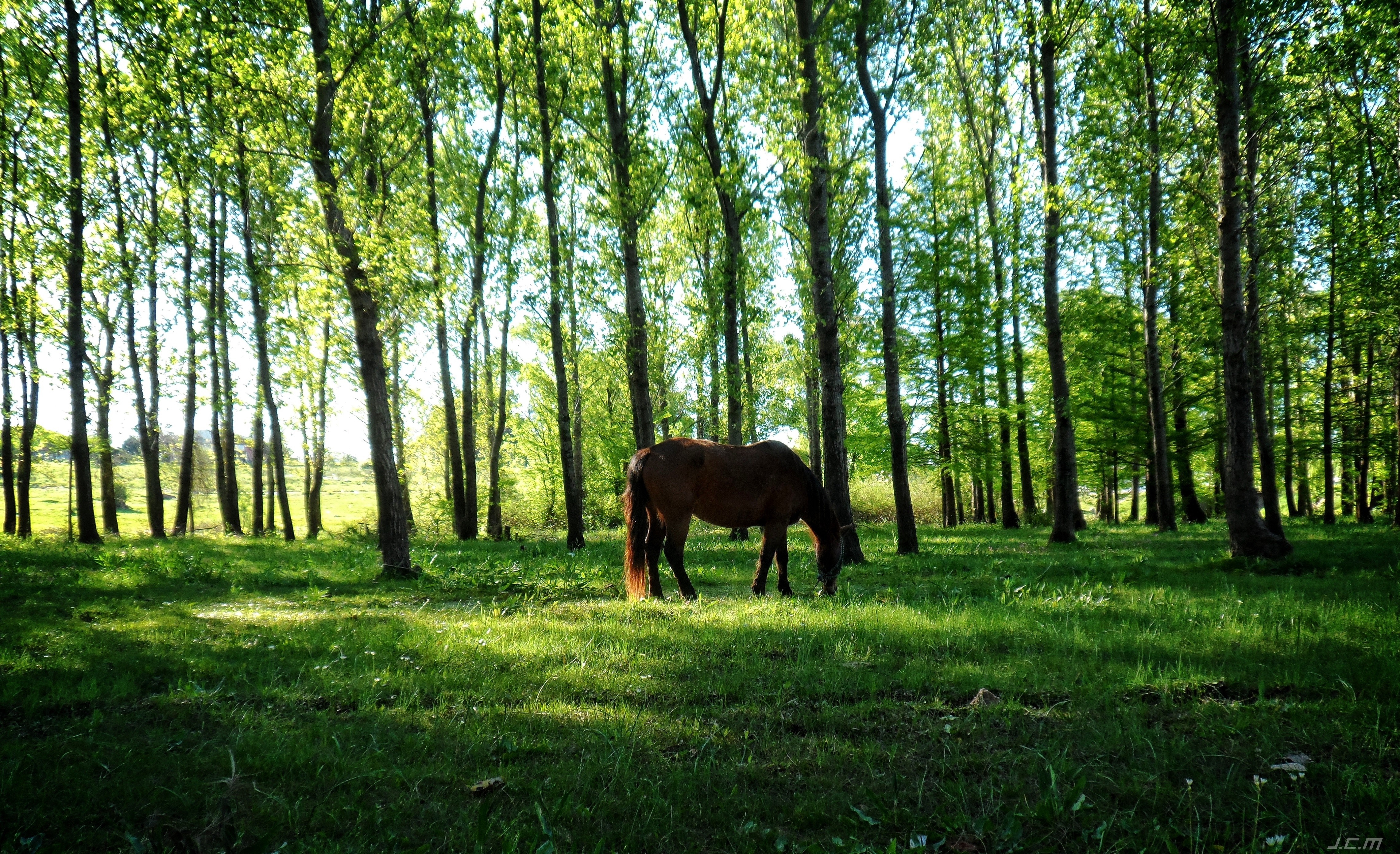 Brown horse grazing in a sunlit forest HD Wallpaper
