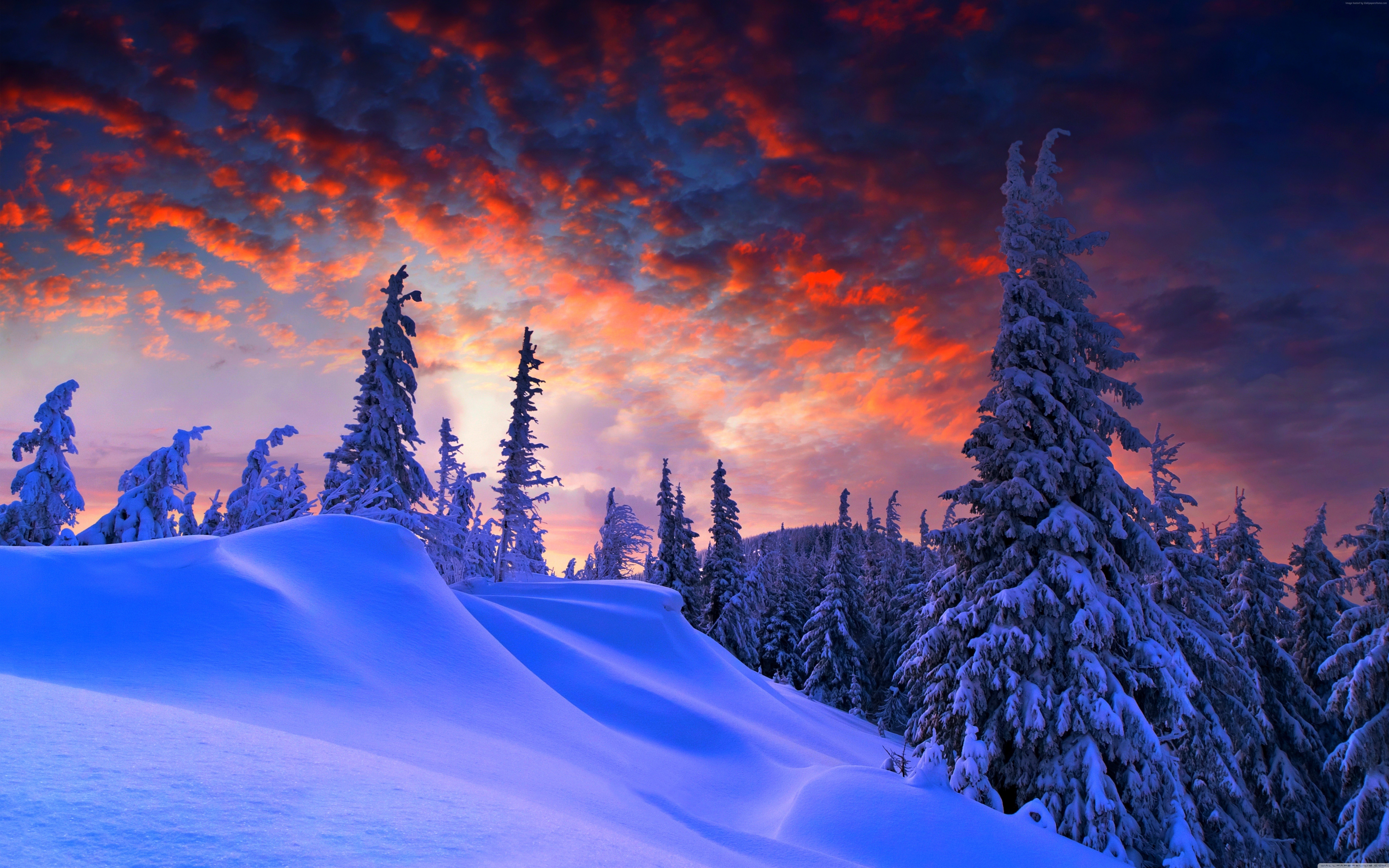 Winter forest at sunrise with snow-covered trees and vibrant clouds HD Wallpaper