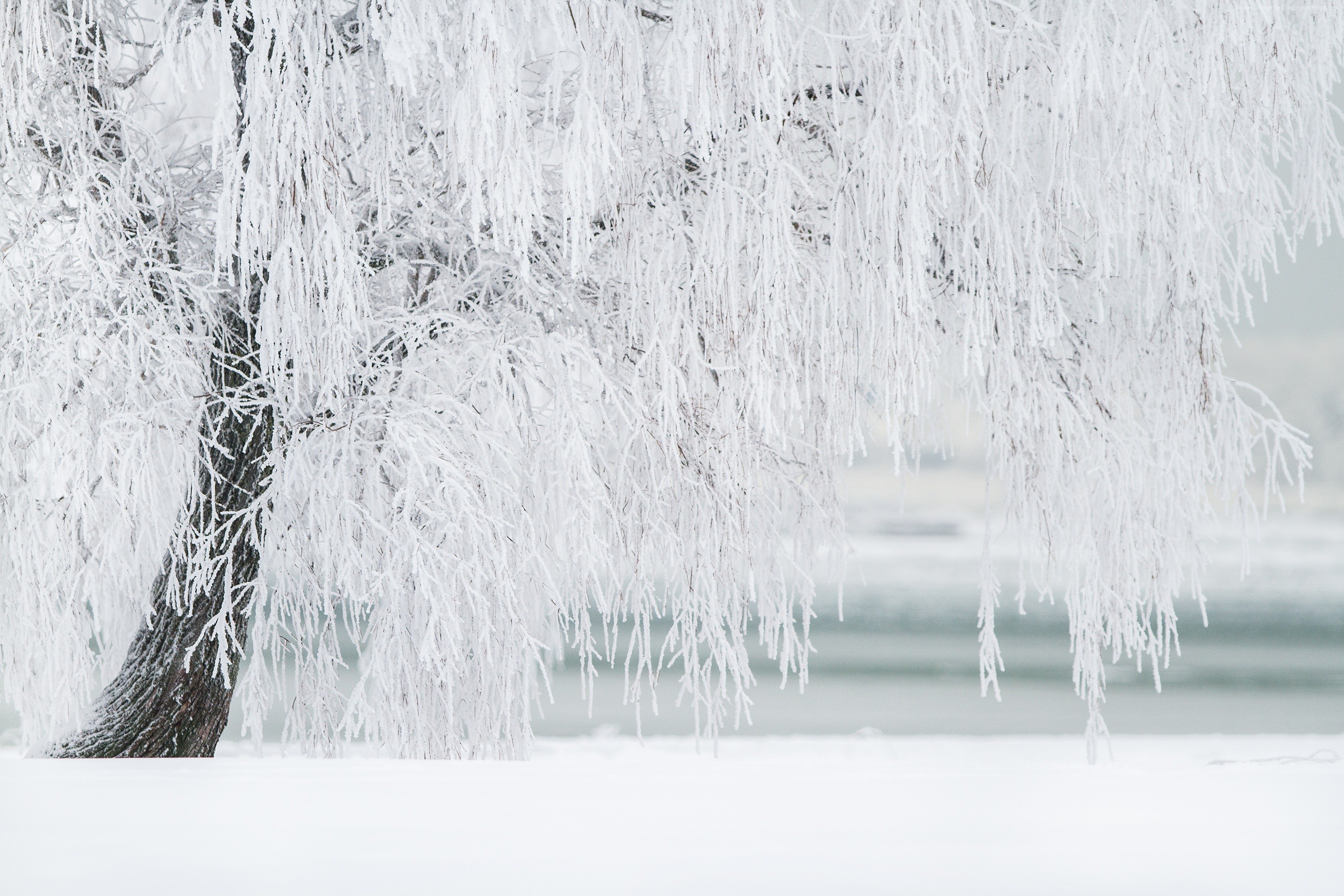 Tree covered in frost in winter HD Wallpaper