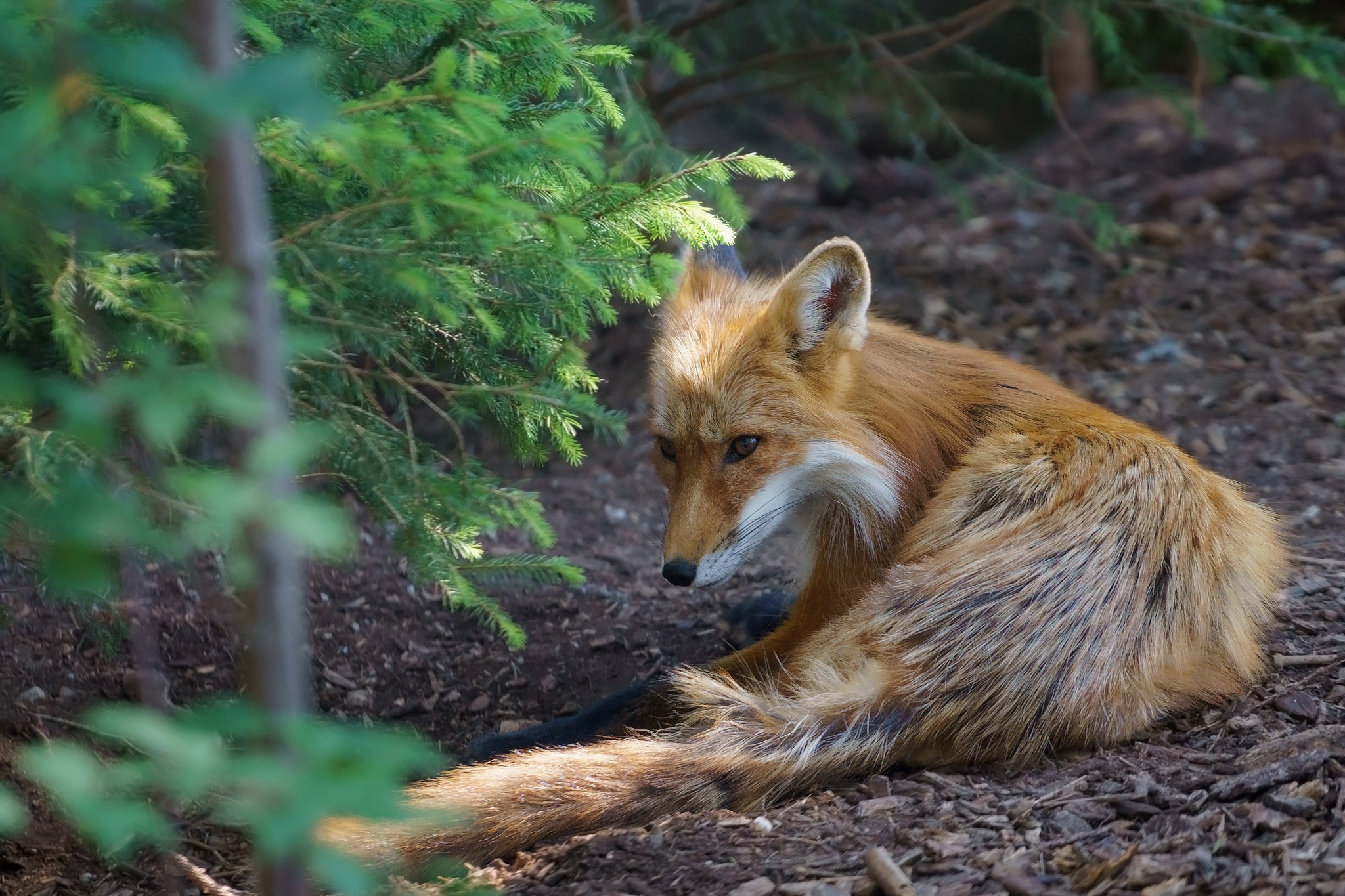 Red fox resting near a pine tree HD Wallpaper