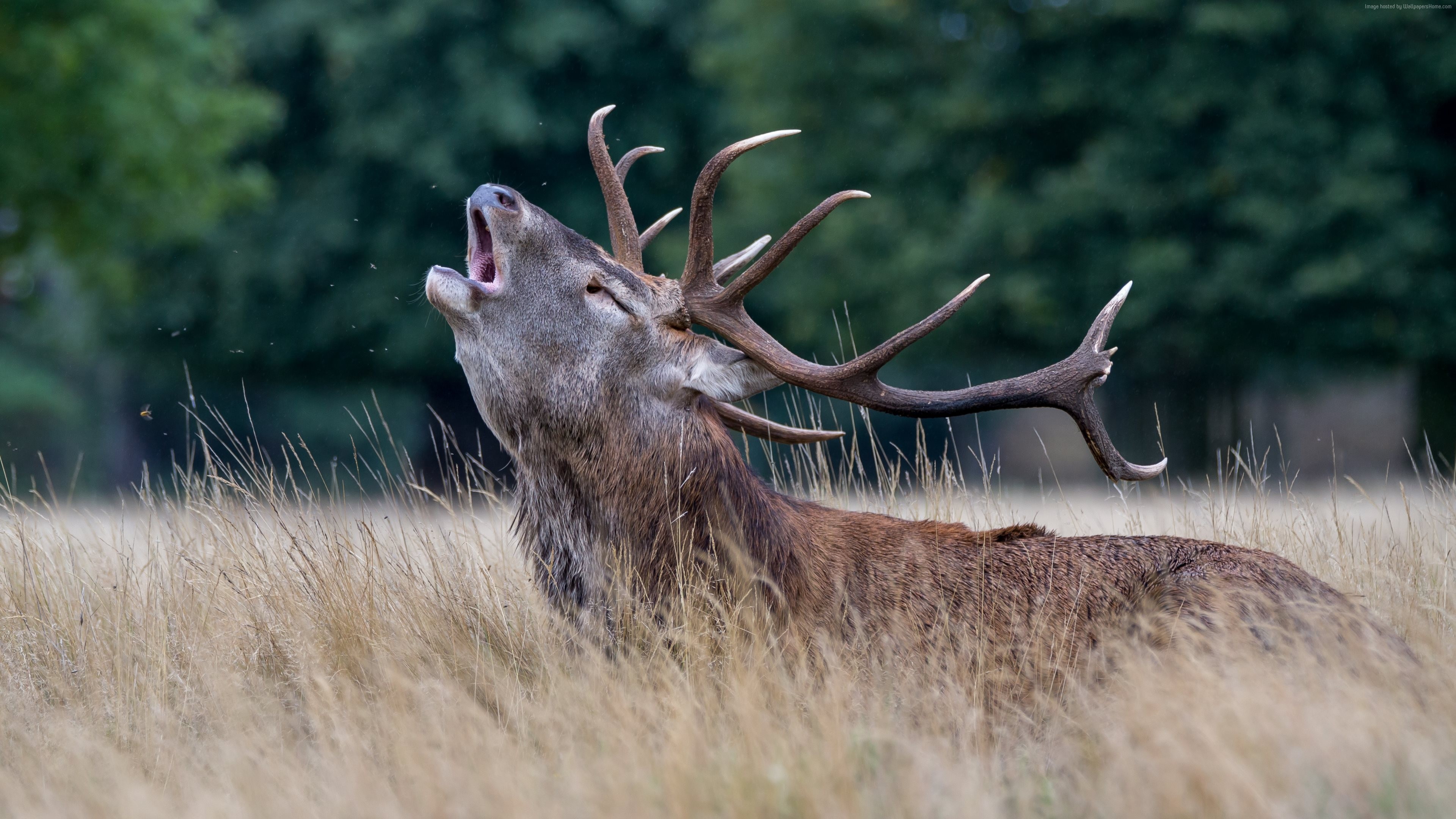 4K Red Deer Stag Roaring in Field HD Wallpaper