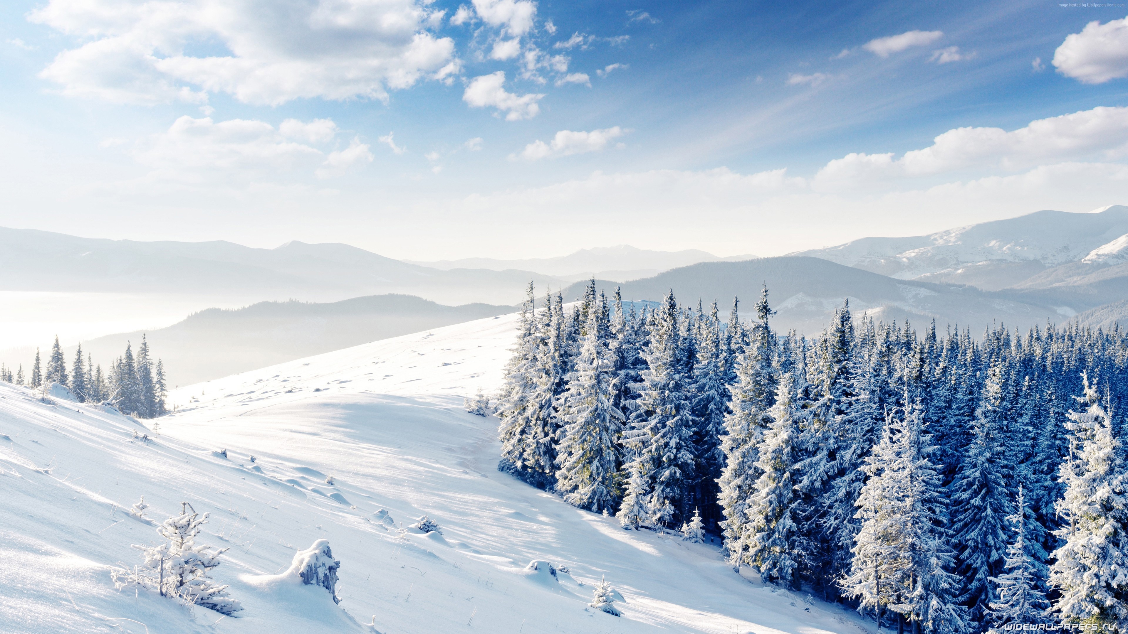 Winter forest with snow-covered trees and mountains HD Wallpaper
