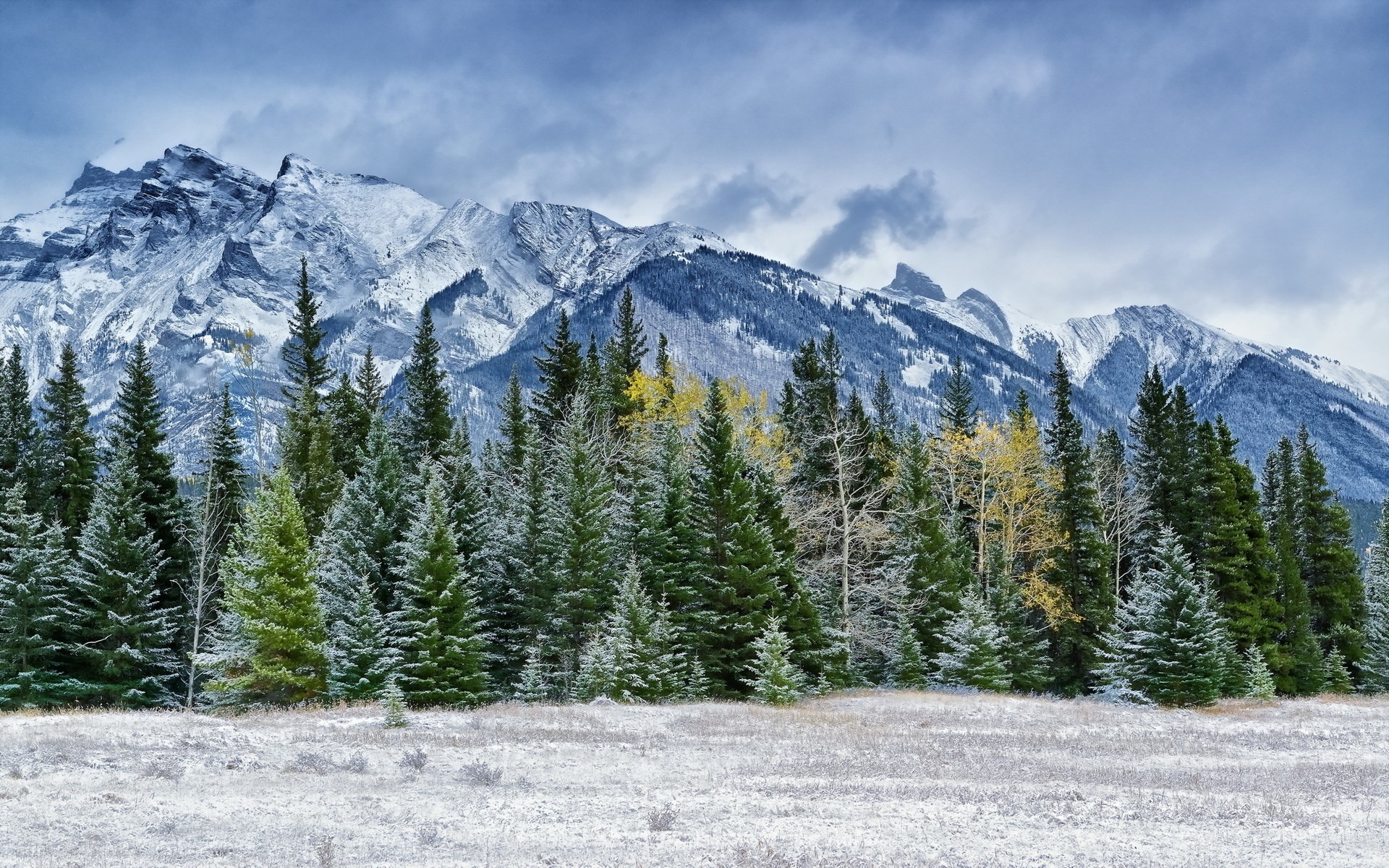 Snowy mountains and evergreen forest in winter HD Wallpaper