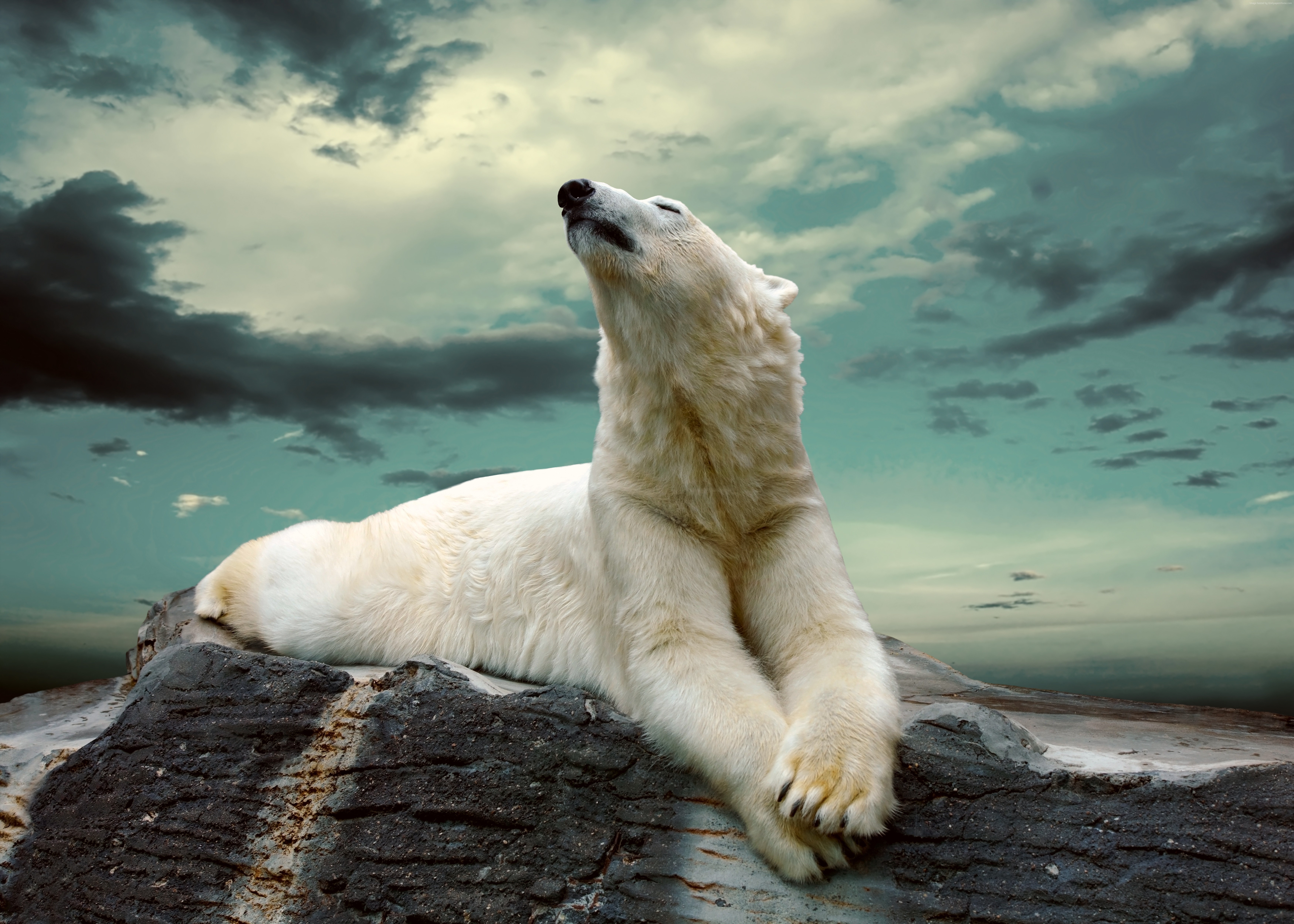 Polar bear lying on rocks under cloudy sky HD Wallpaper