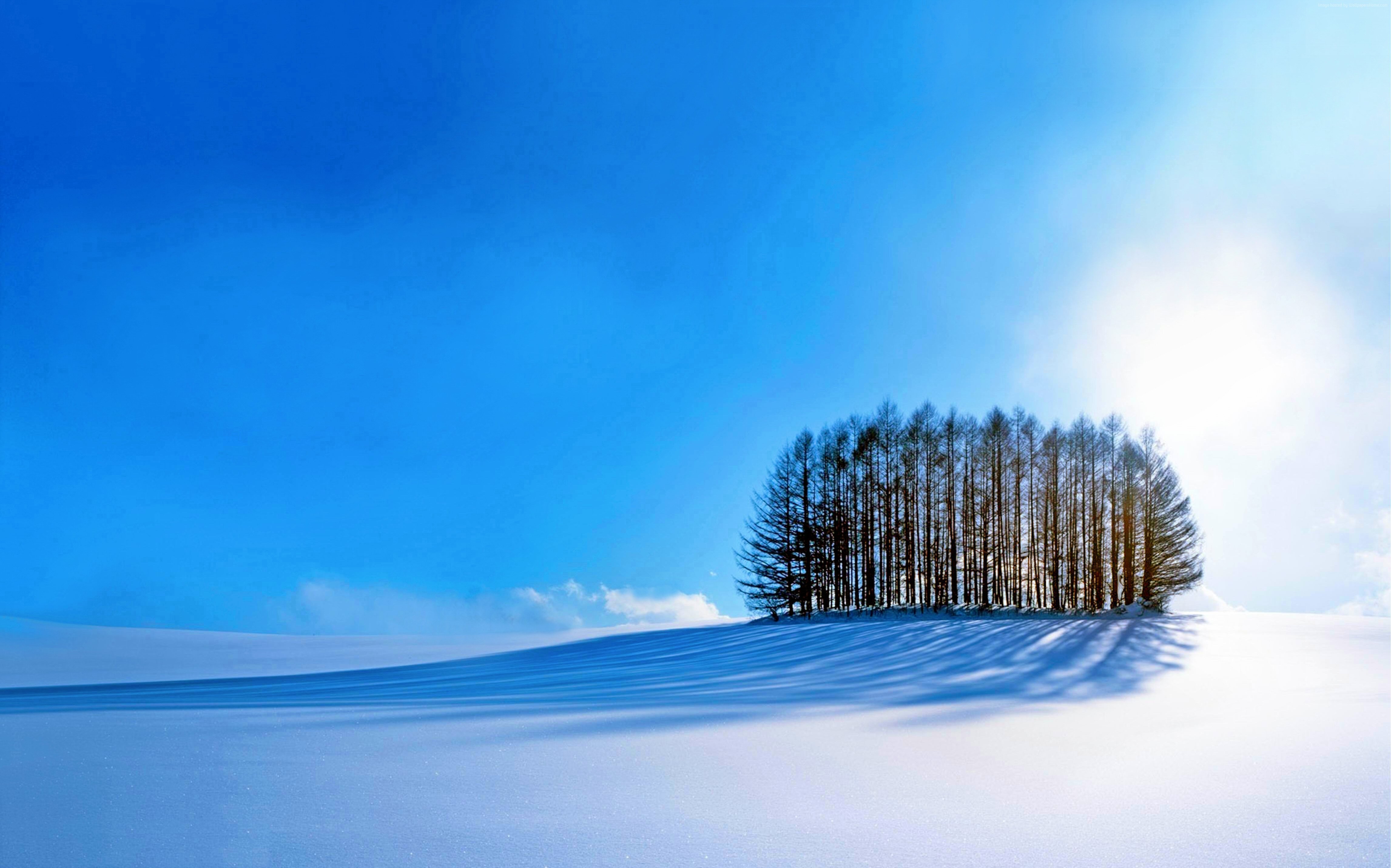 Winter landscape with trees in snow and blue sky 4K HD Wallpaper
