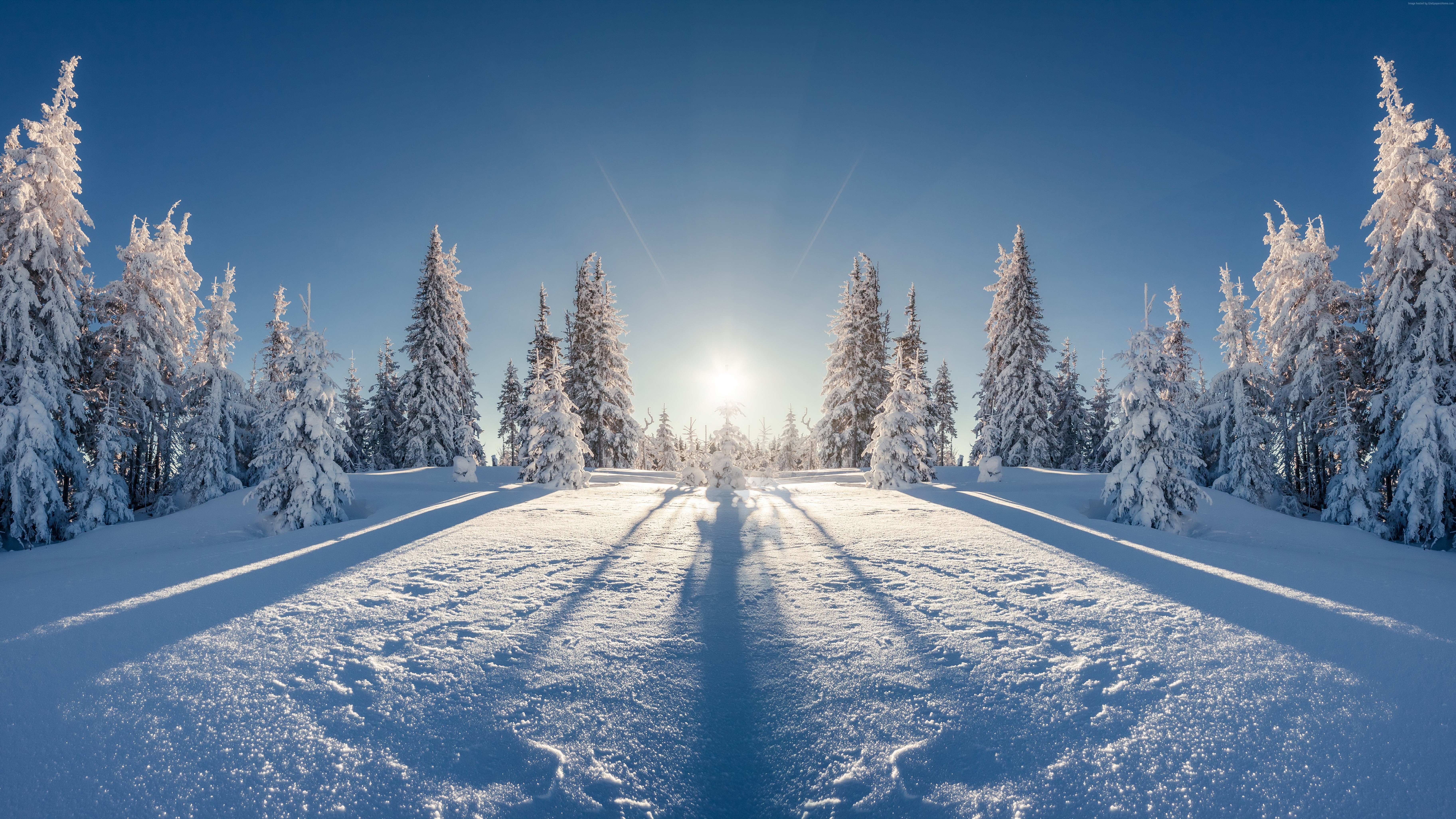 Snow covered trees in a forest during winter HD Wallpaper