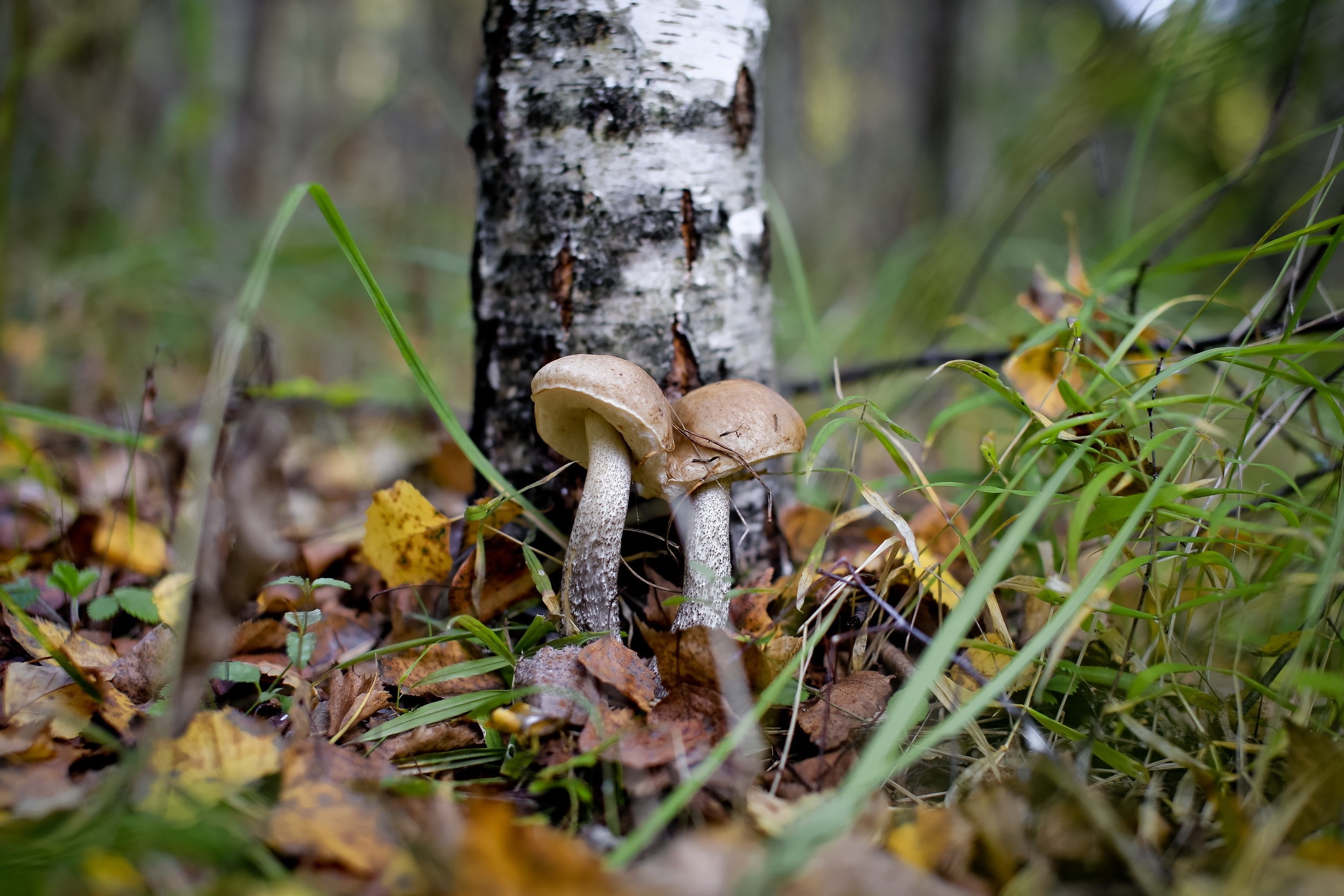 Two mushrooms by a birch tree in a forest HD Wallpaper