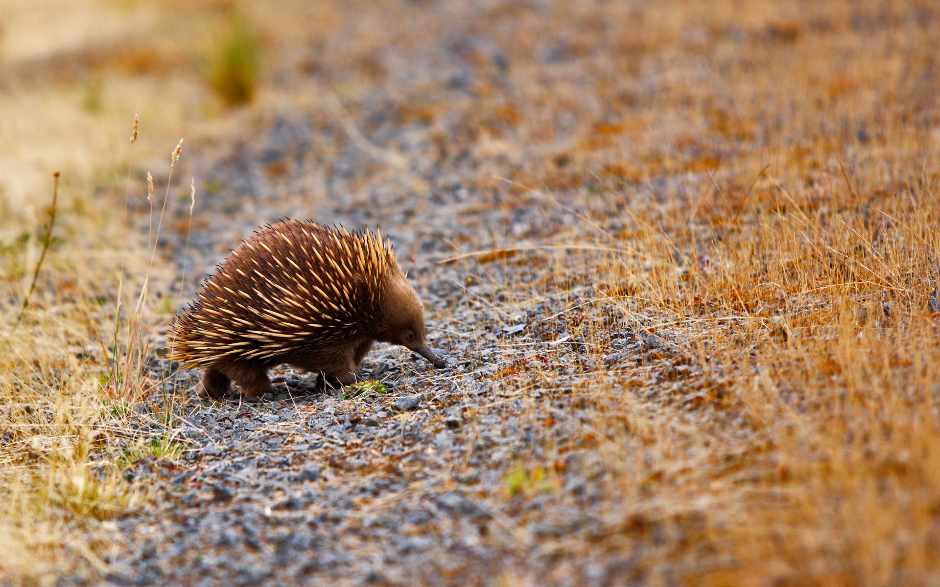 Echidna walking on a gravel path with dry grass HD Wallpaper