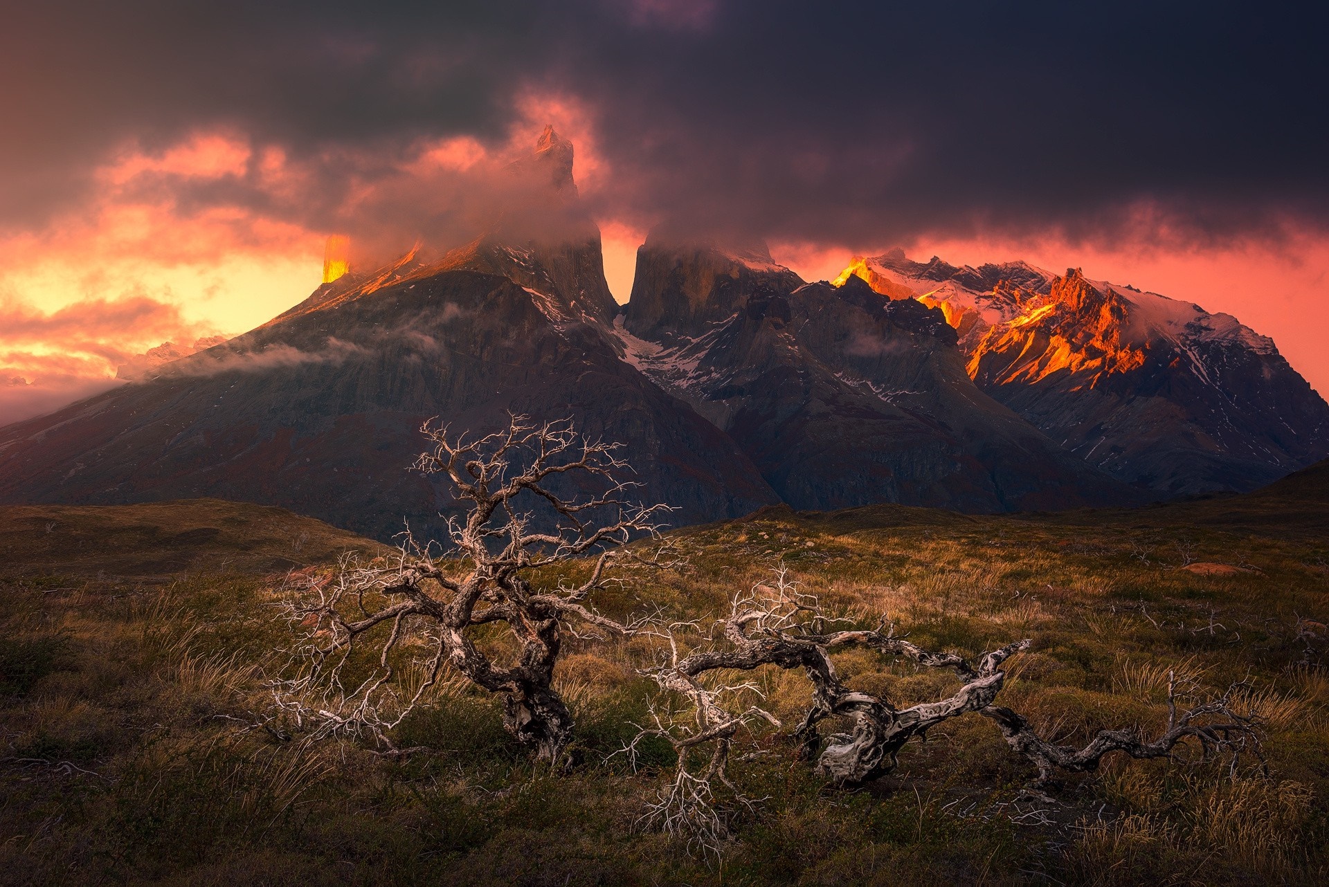 Torres del Paine mountains at sunset with dead trees HD Wallpaper