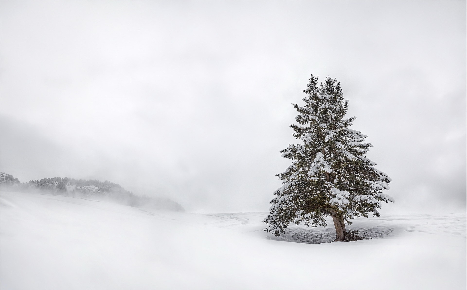 Lone snow-covered fir tree in a misty winter landscape HD Wallpaper