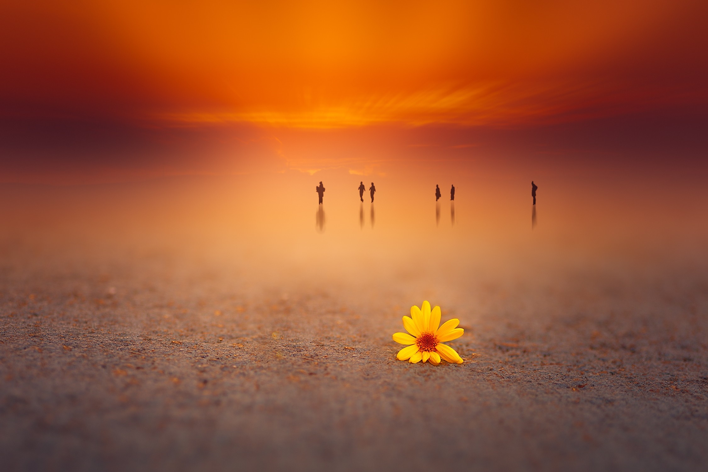 People walking on a reflective surface at sunset with a flower HD Wallpaper