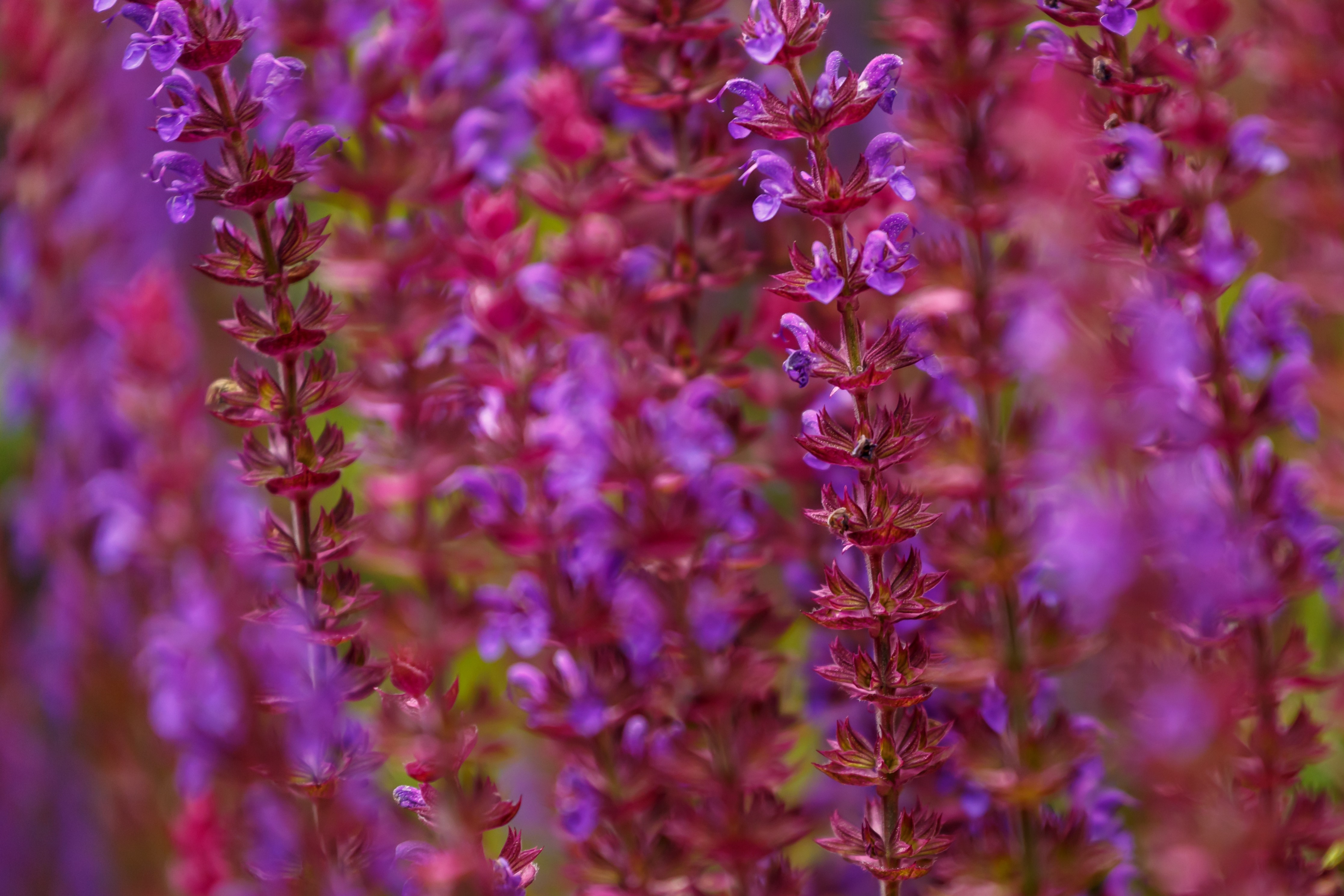 Close-up of purple salvia flowers in bloom HD Wallpaper