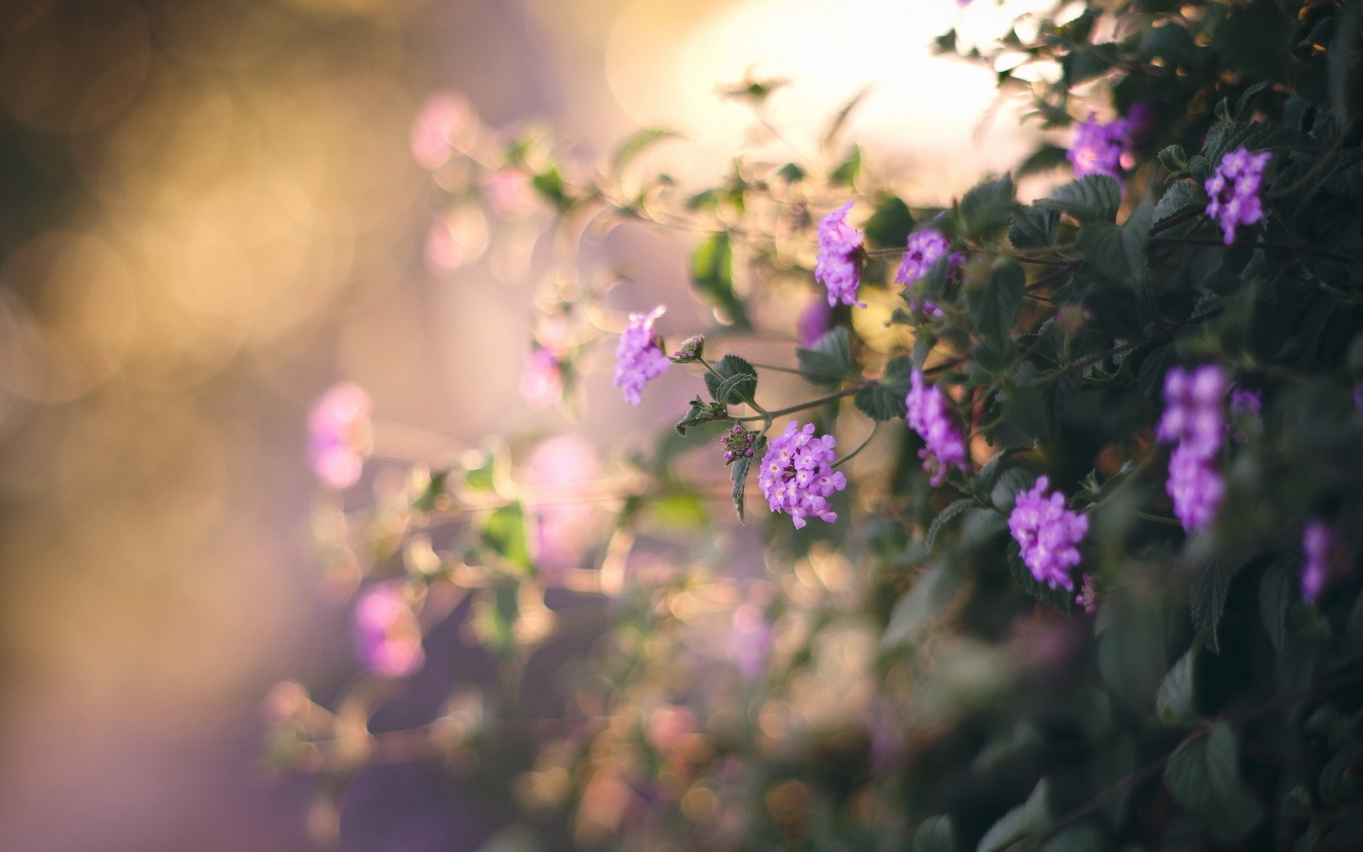 Purple flowers on a branch with sunlight bokeh HD Wallpaper