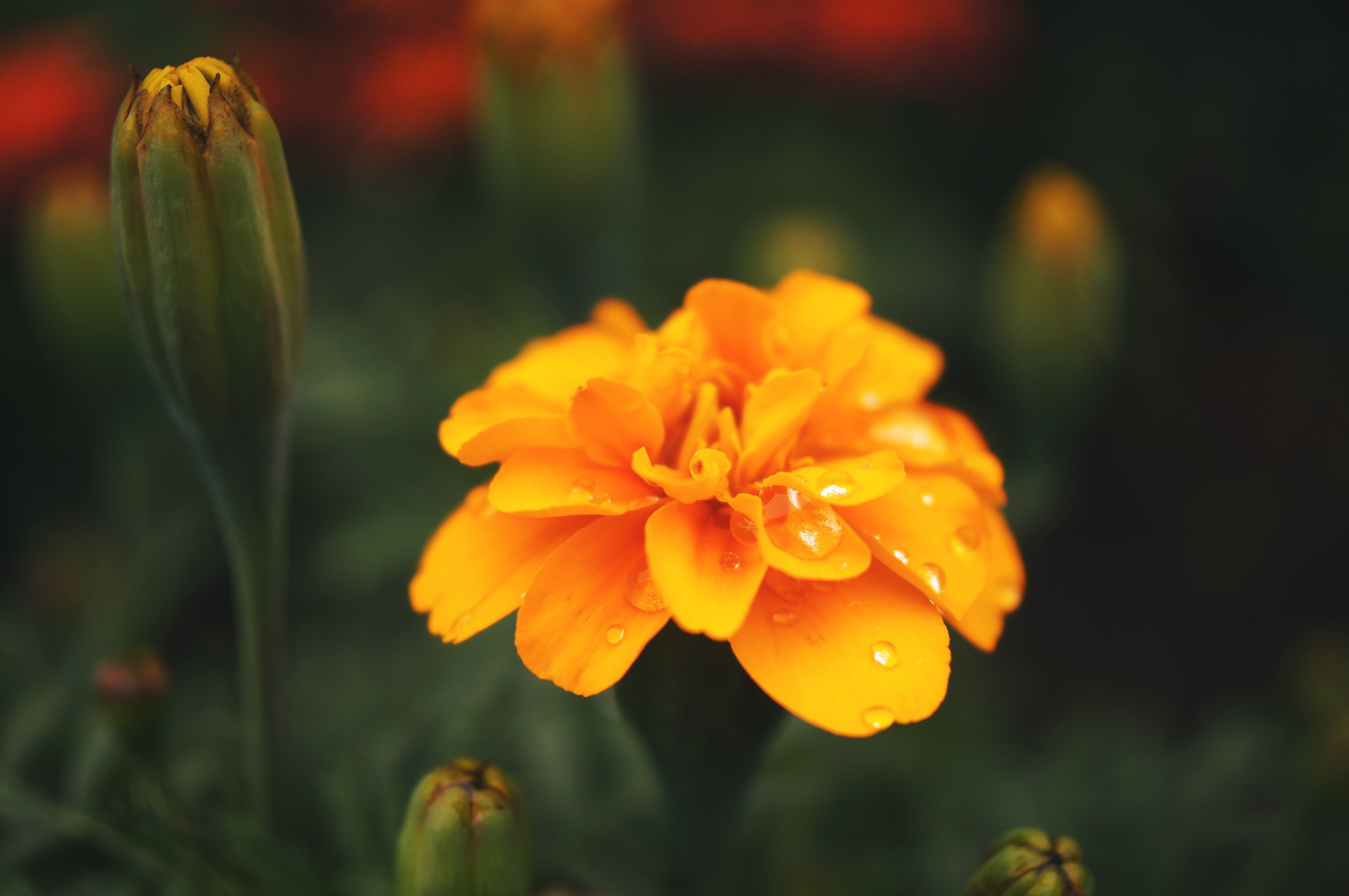 Orange marigold flower with water droplets and buds HD Wallpaper