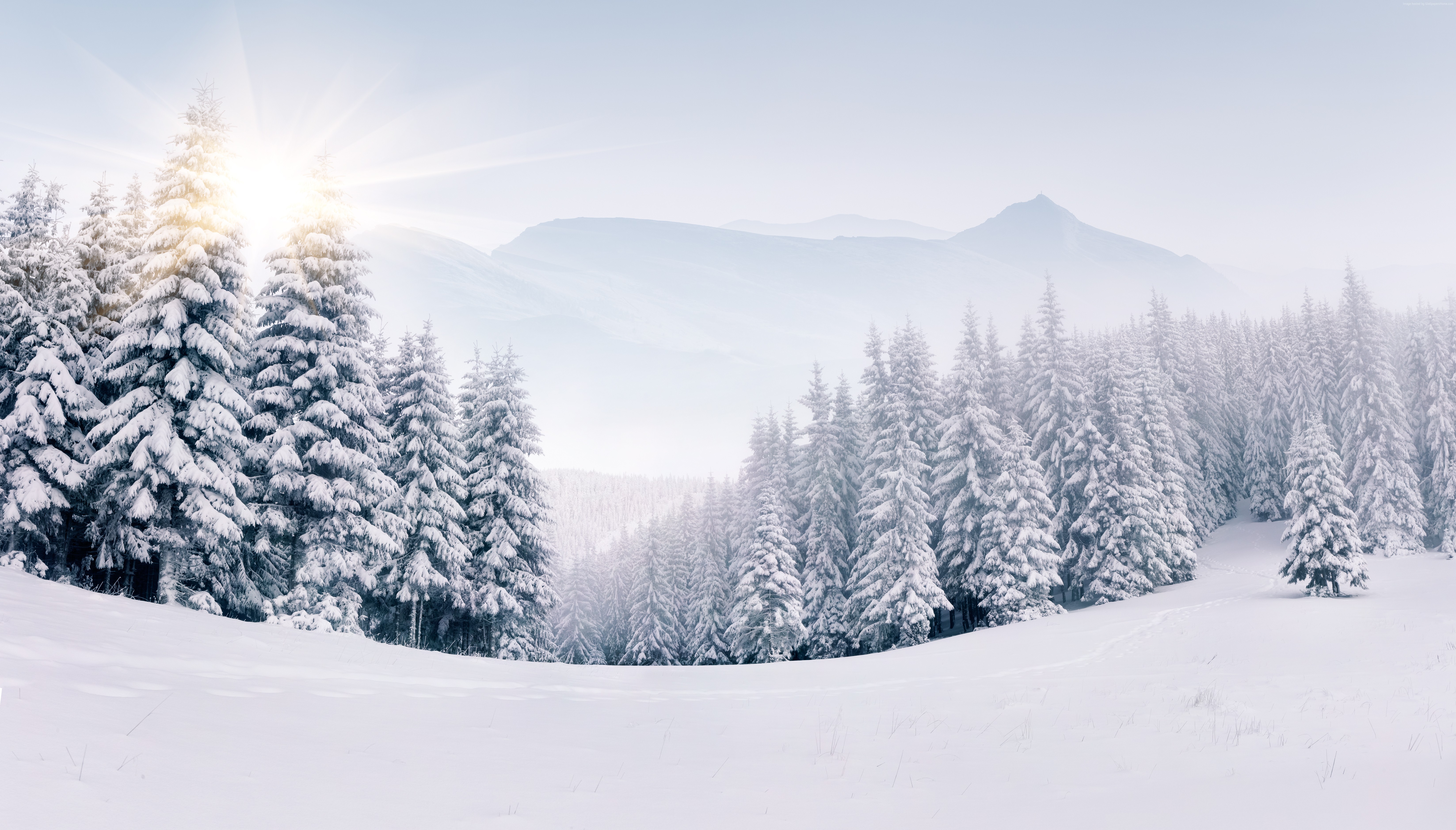 Snowy forest with sun rays and mountains HD Wallpaper