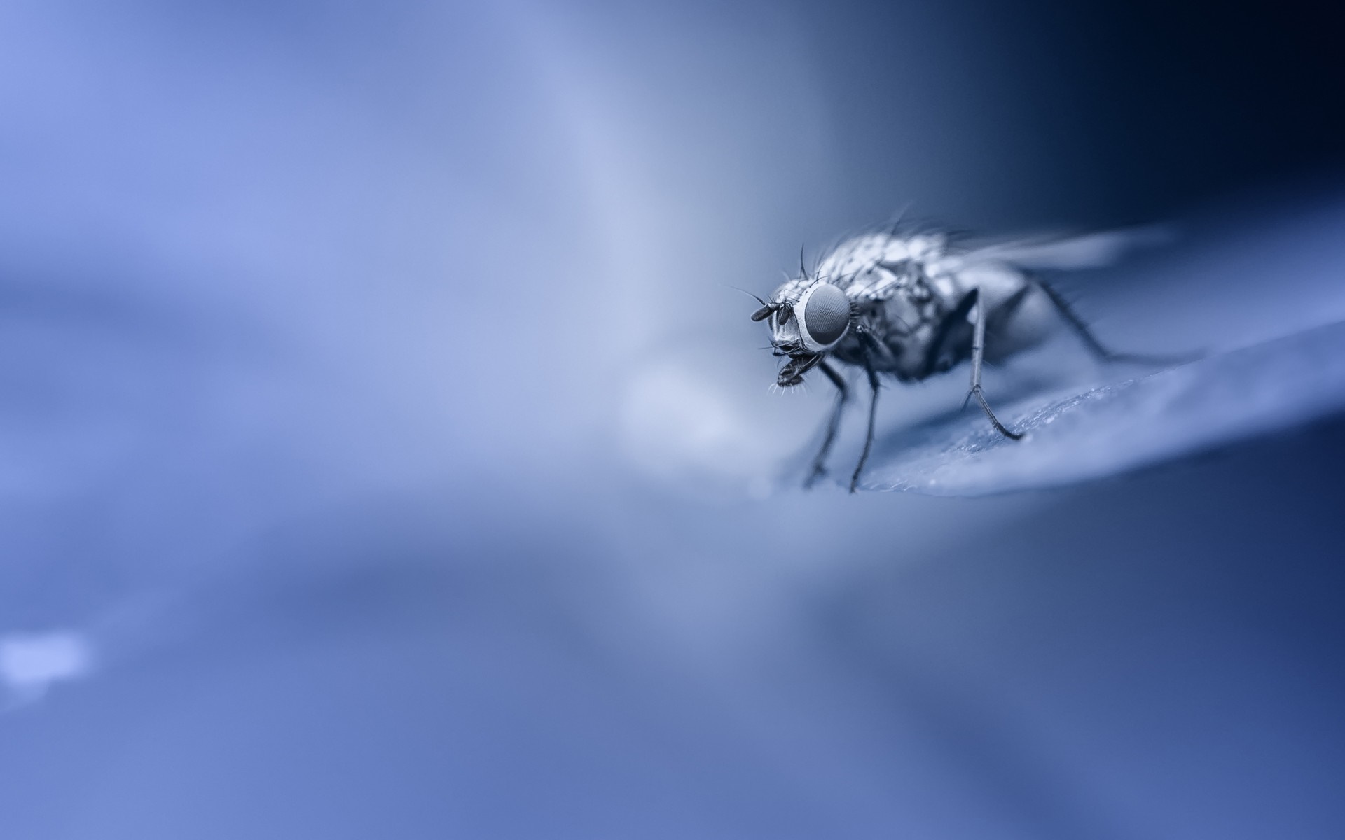 Macro photography of a fly on a blue surface HD Wallpaper