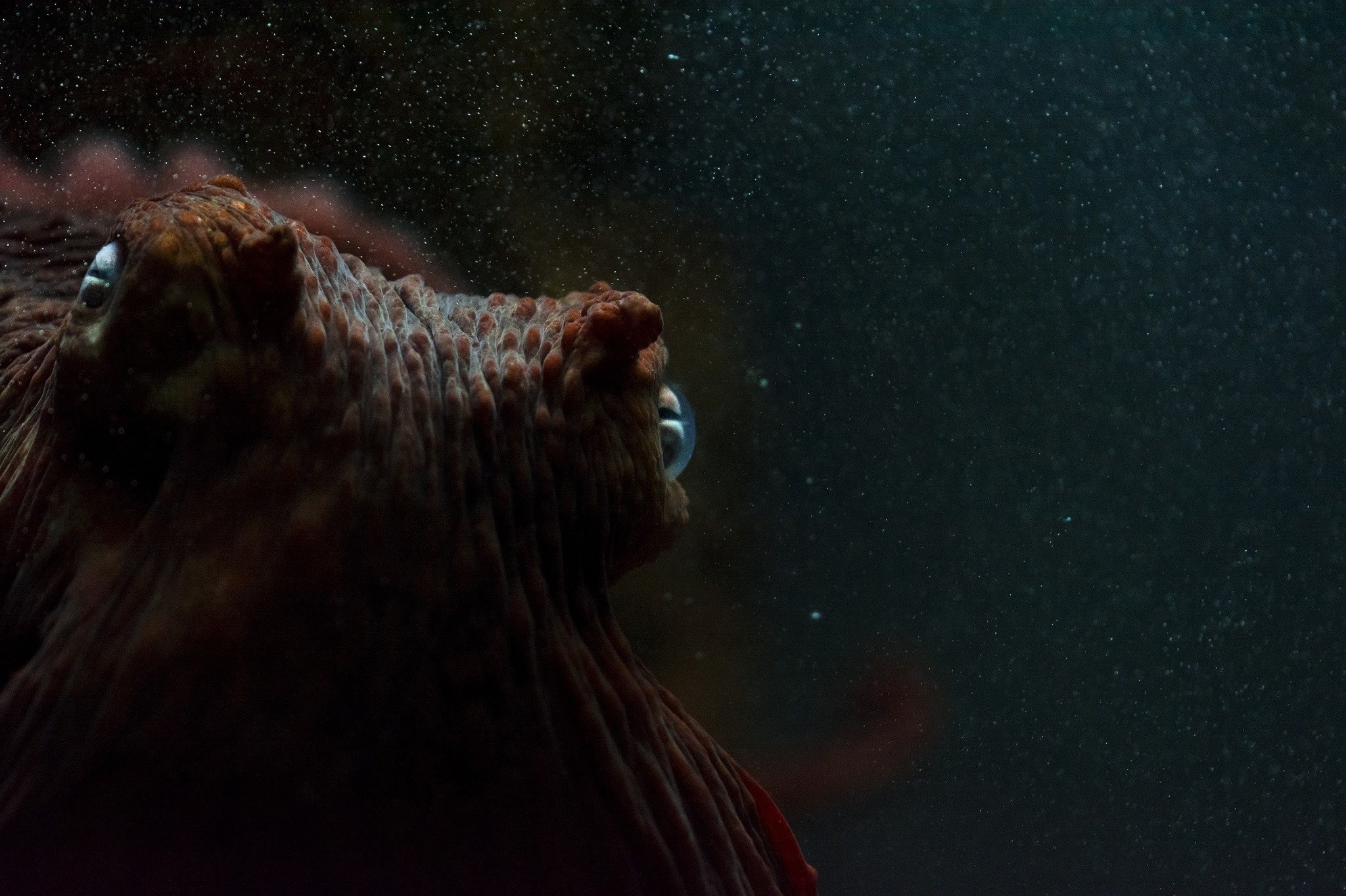 Octopus underwater in dark water HD Wallpaper