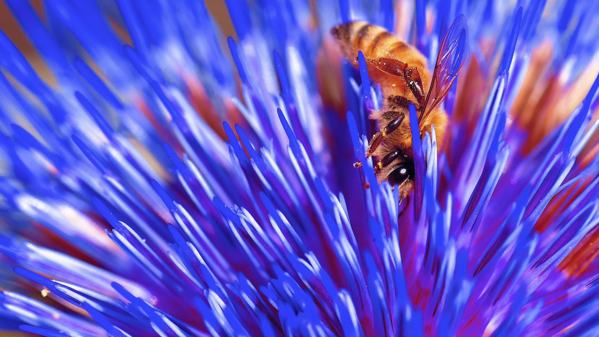 Bee on a blue flower HD Wallpaper