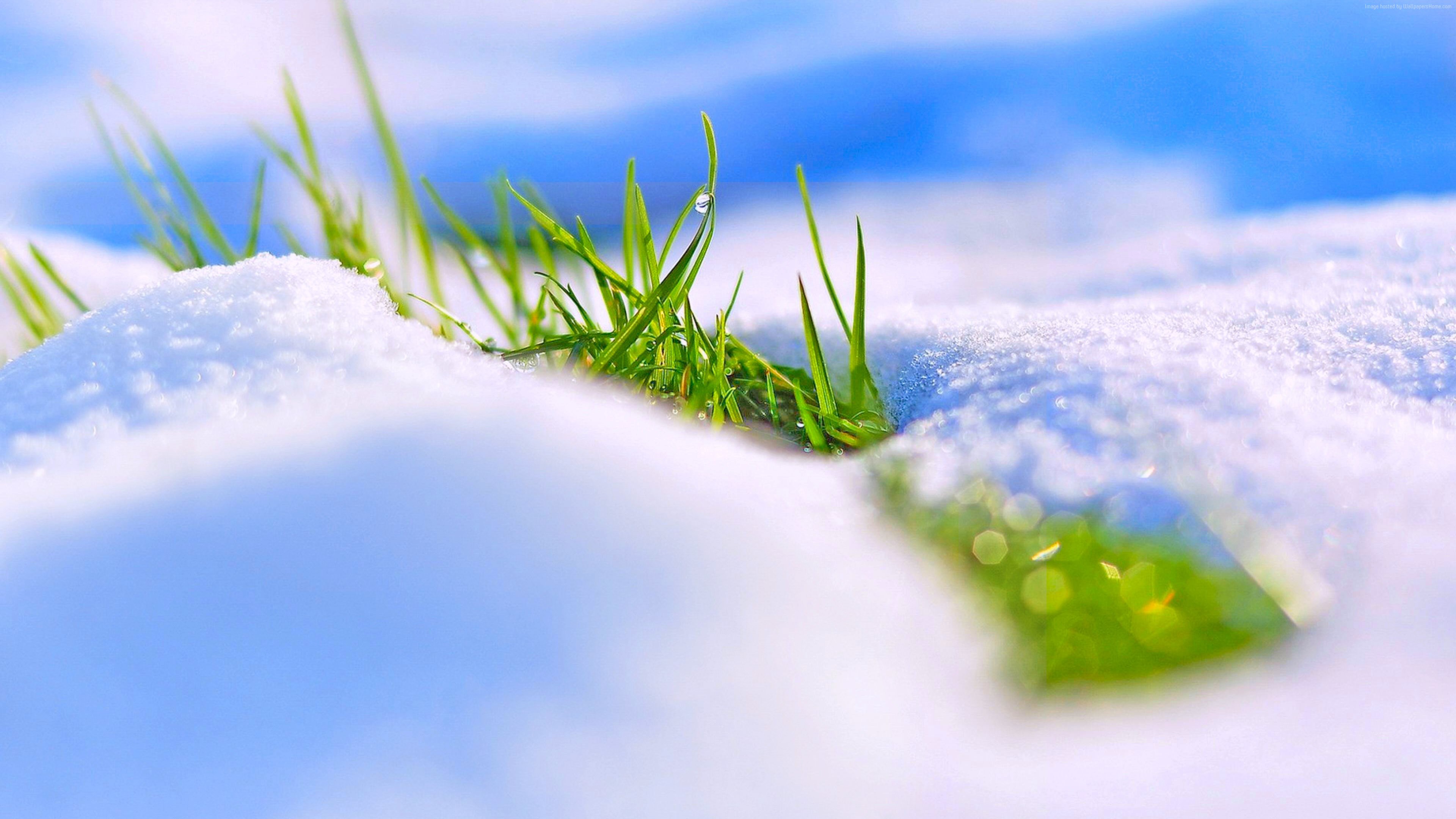 Green grass emerging from snow in winter, 4K HD Wallpaper