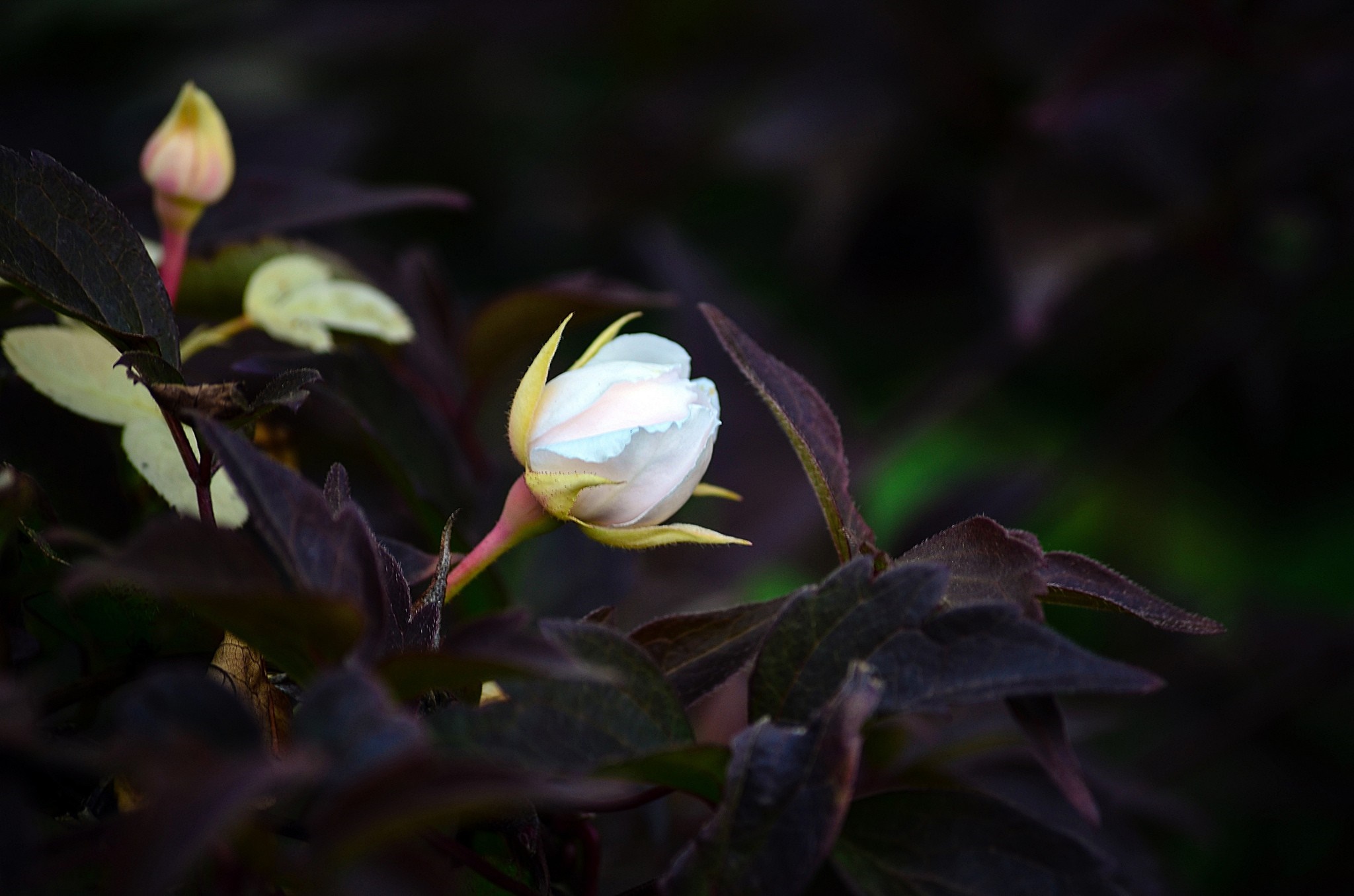 Close-up of a white flower bud with dark leaves HD Wallpaper