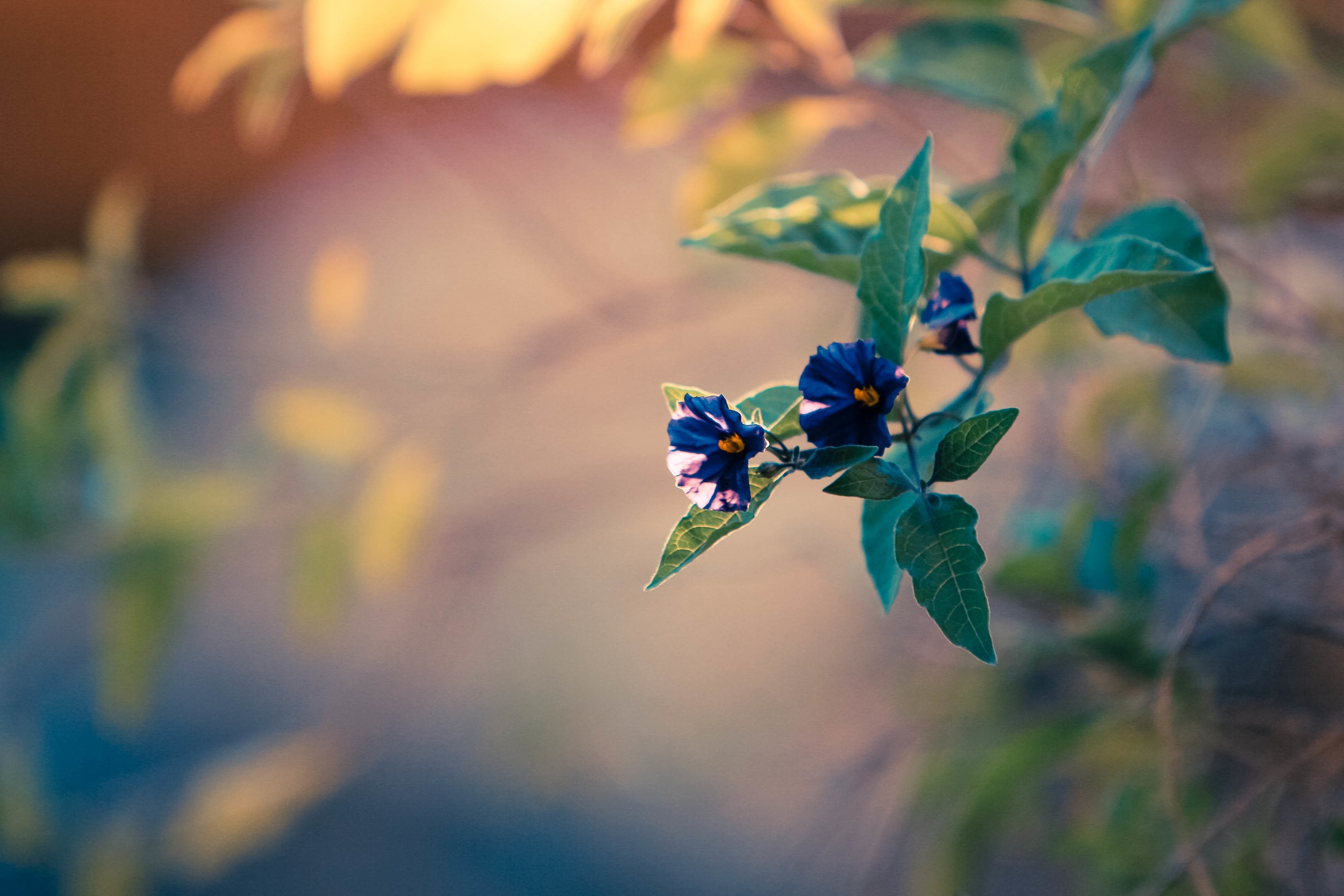 Close-up of blue flowers on a plant branch HD Wallpaper