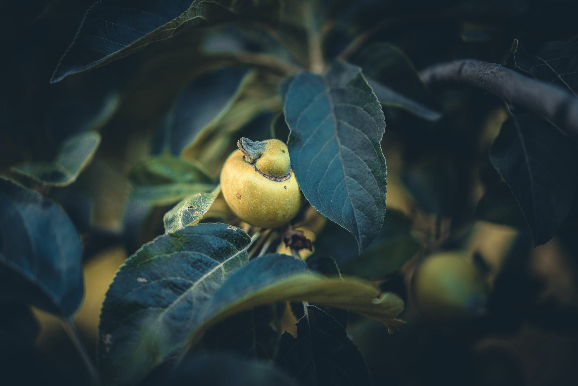 A small, unripe apple on a tree branch with leaves HD Wallpaper