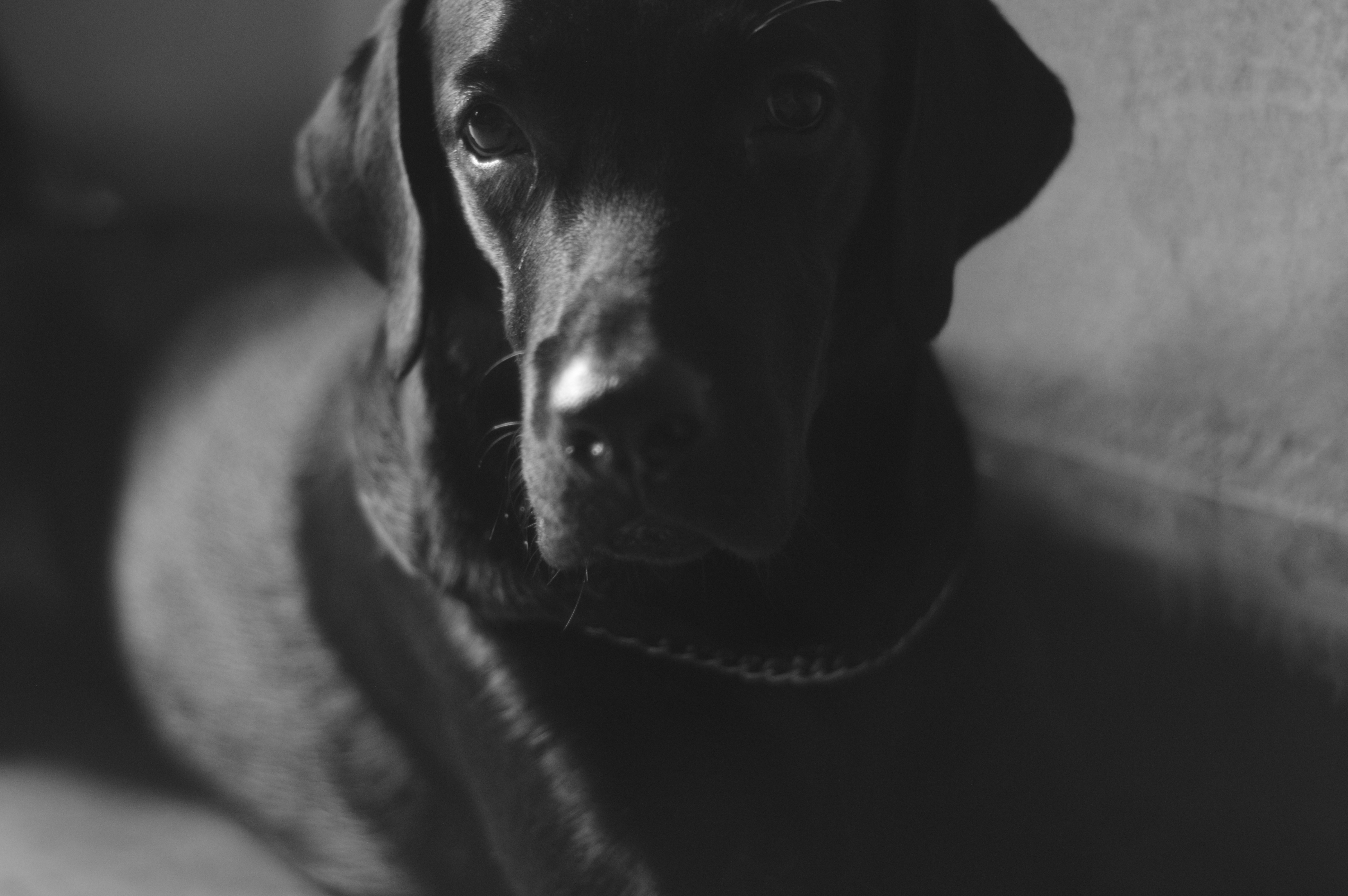 Black Labrador Retriever dog close up HD Wallpaper