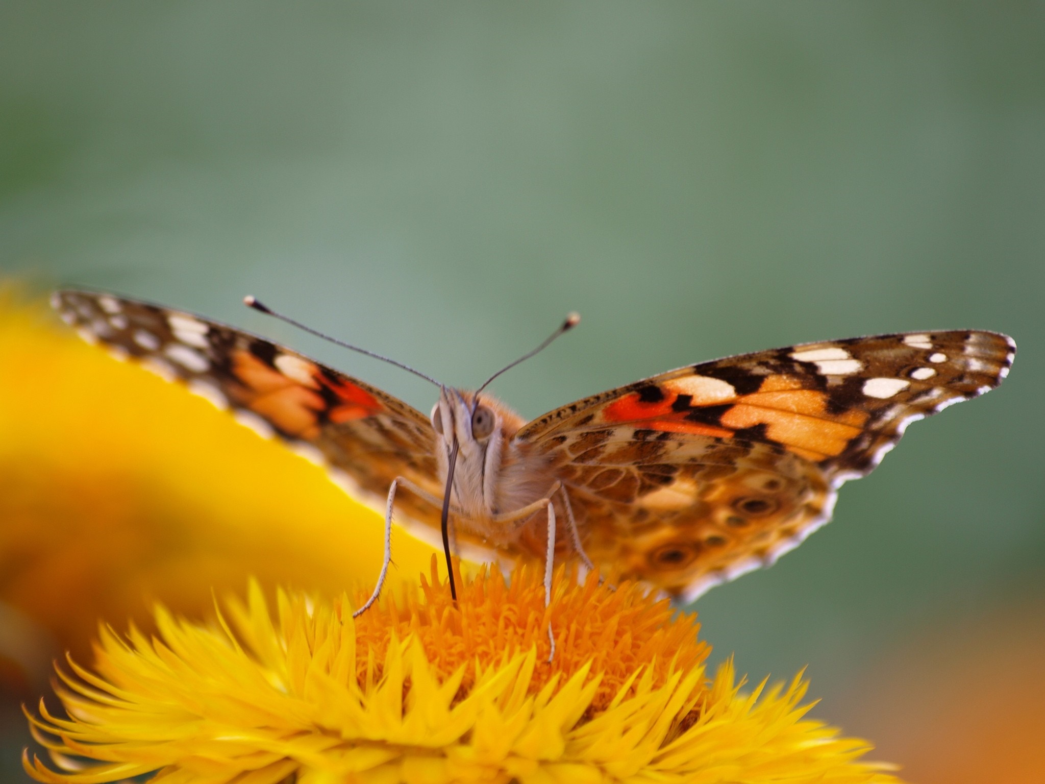 Painted Lady butterfly on a yellow flower HD Wallpaper