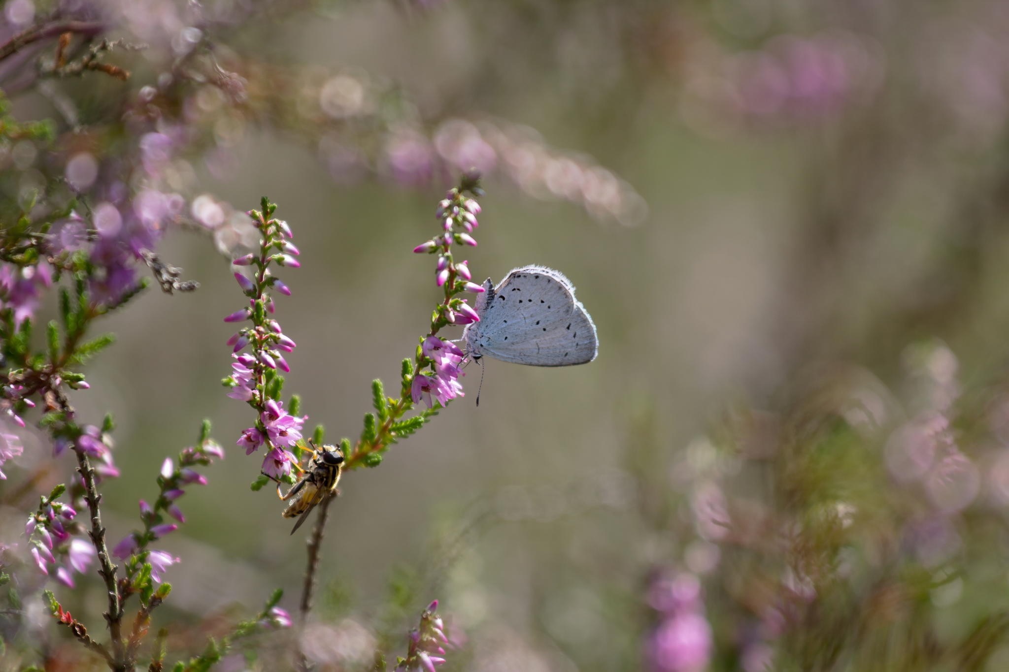 Blue butterfly and bee on heather flowers HD Wallpaper