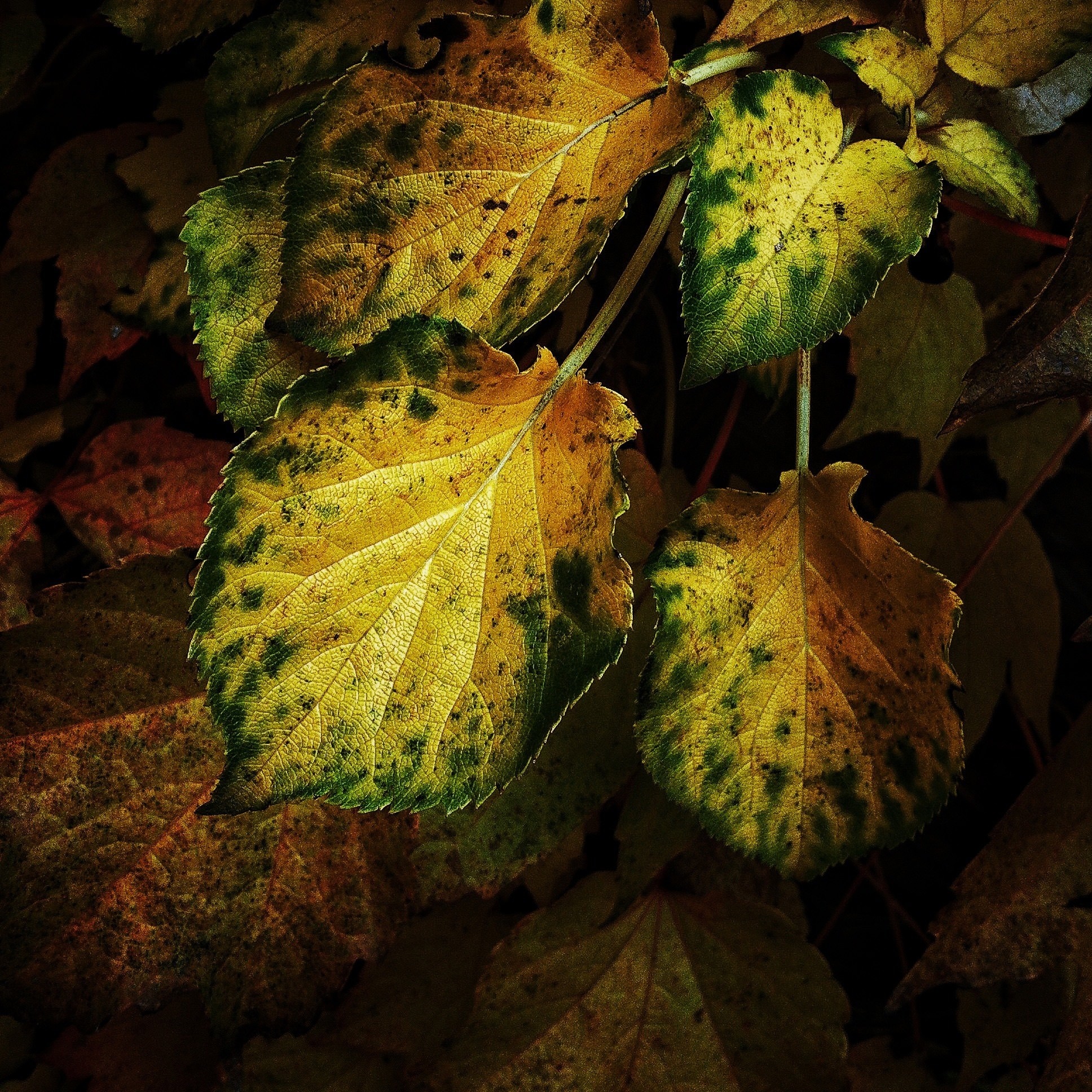 Close-up of autumn leaves with yellow and green colors HD Wallpaper