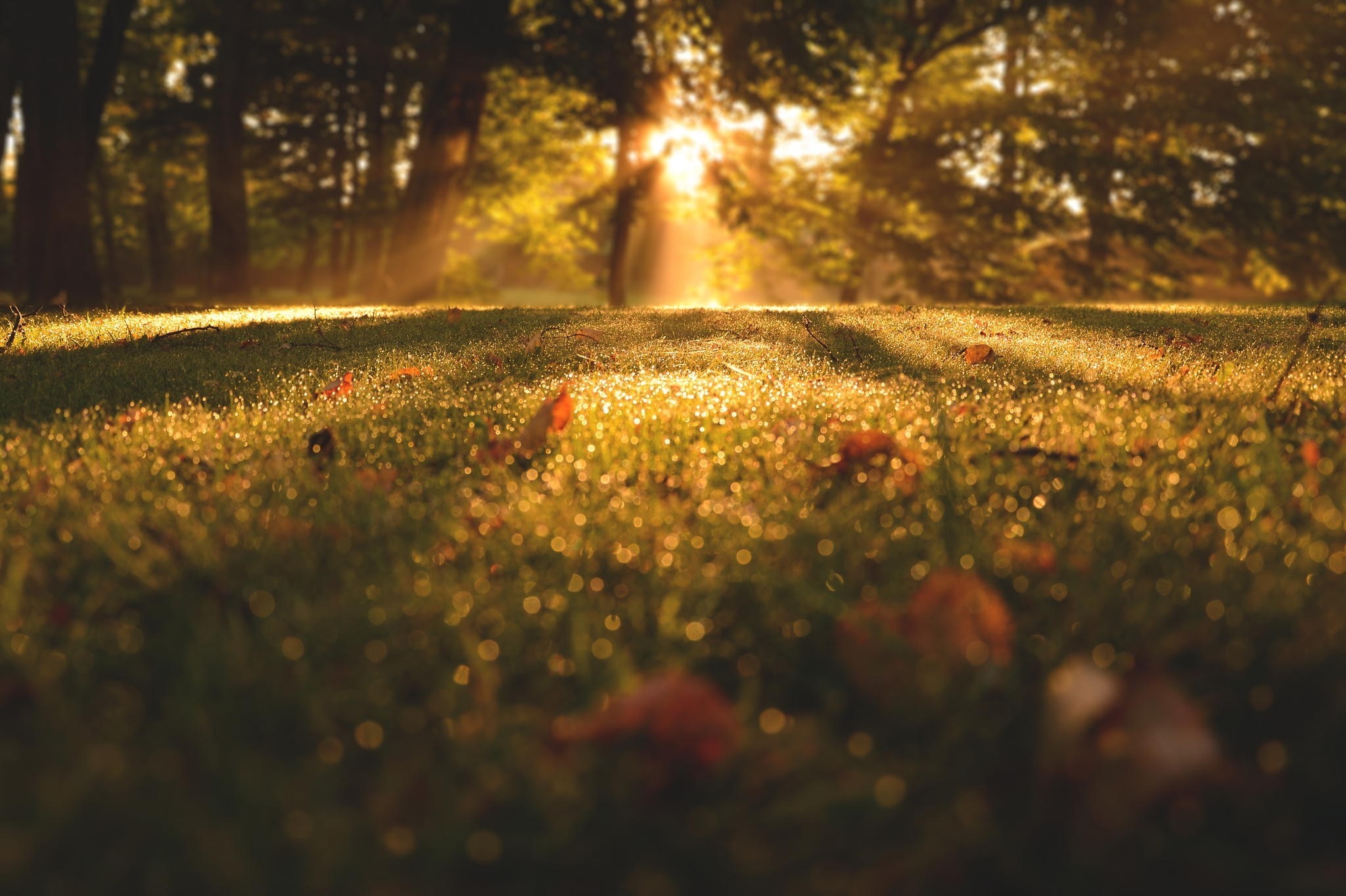 Sunlight filtering through trees onto a grassy meadow HD Wallpaper