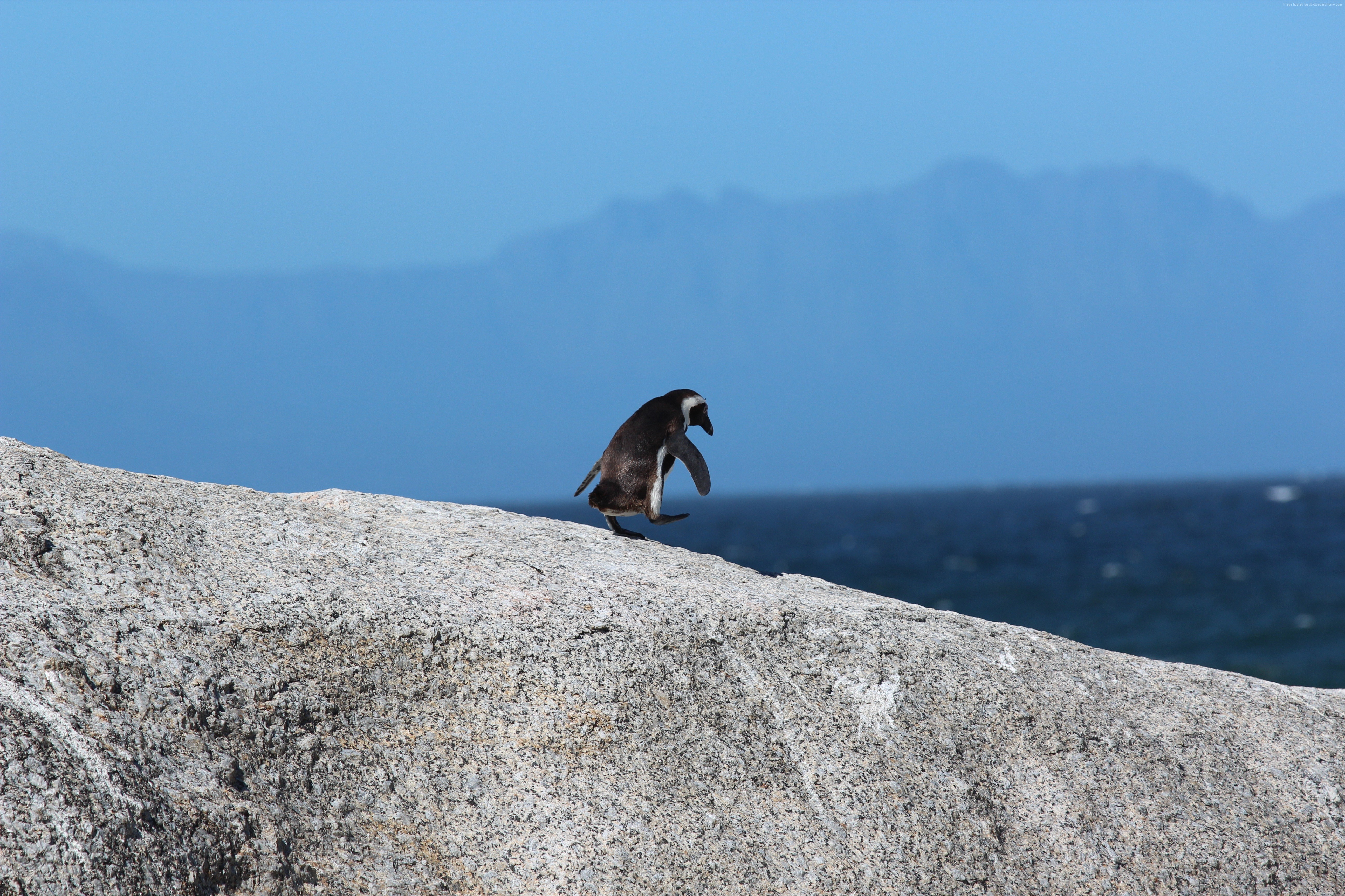 Penguin on a rock near the ocean HD Wallpaper