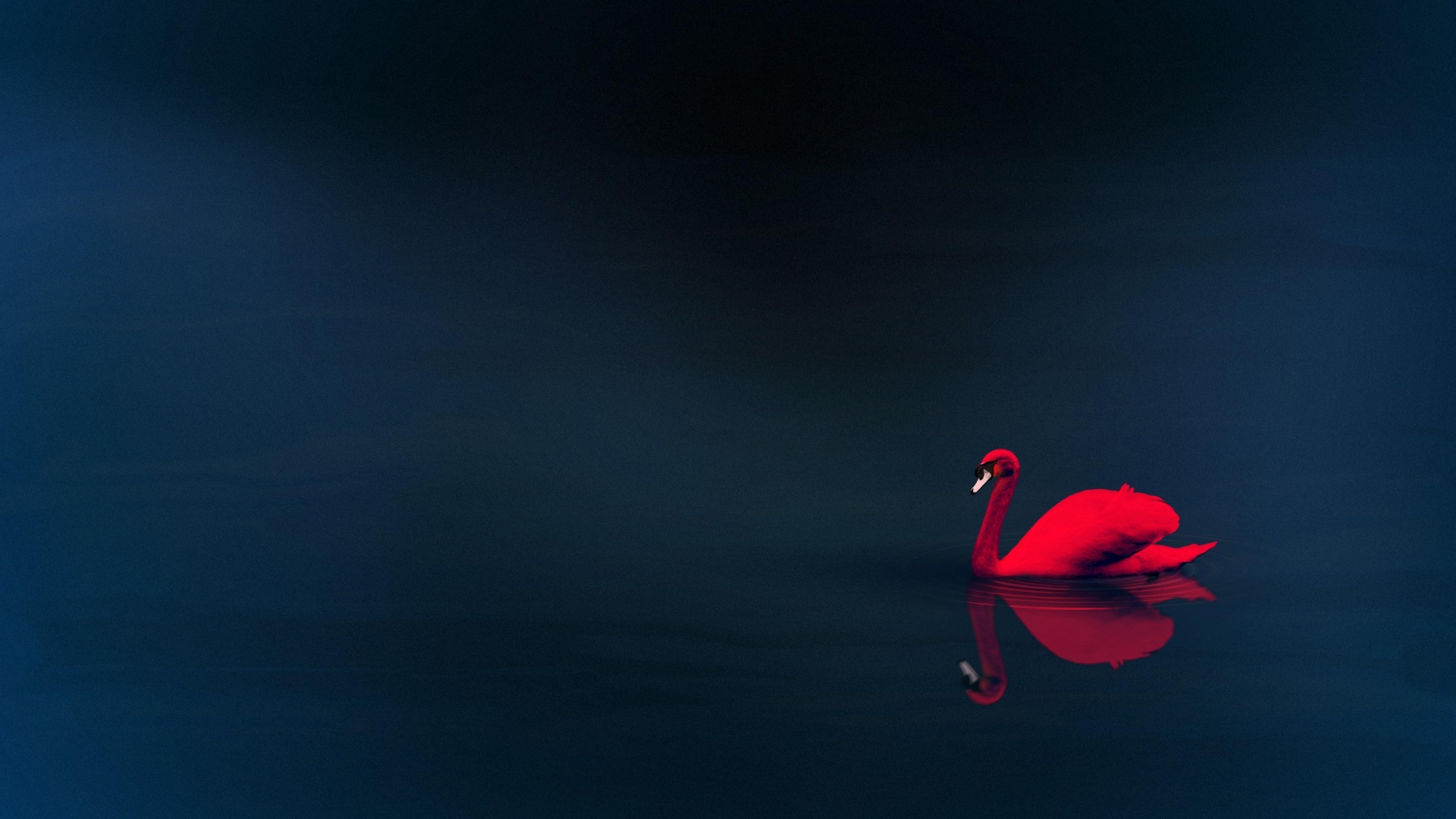 Red swan on dark blue water with reflection HD Wallpaper