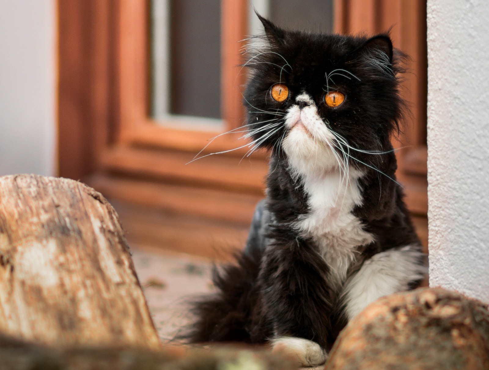 Black and white Persian cat with orange eyes HD Wallpaper