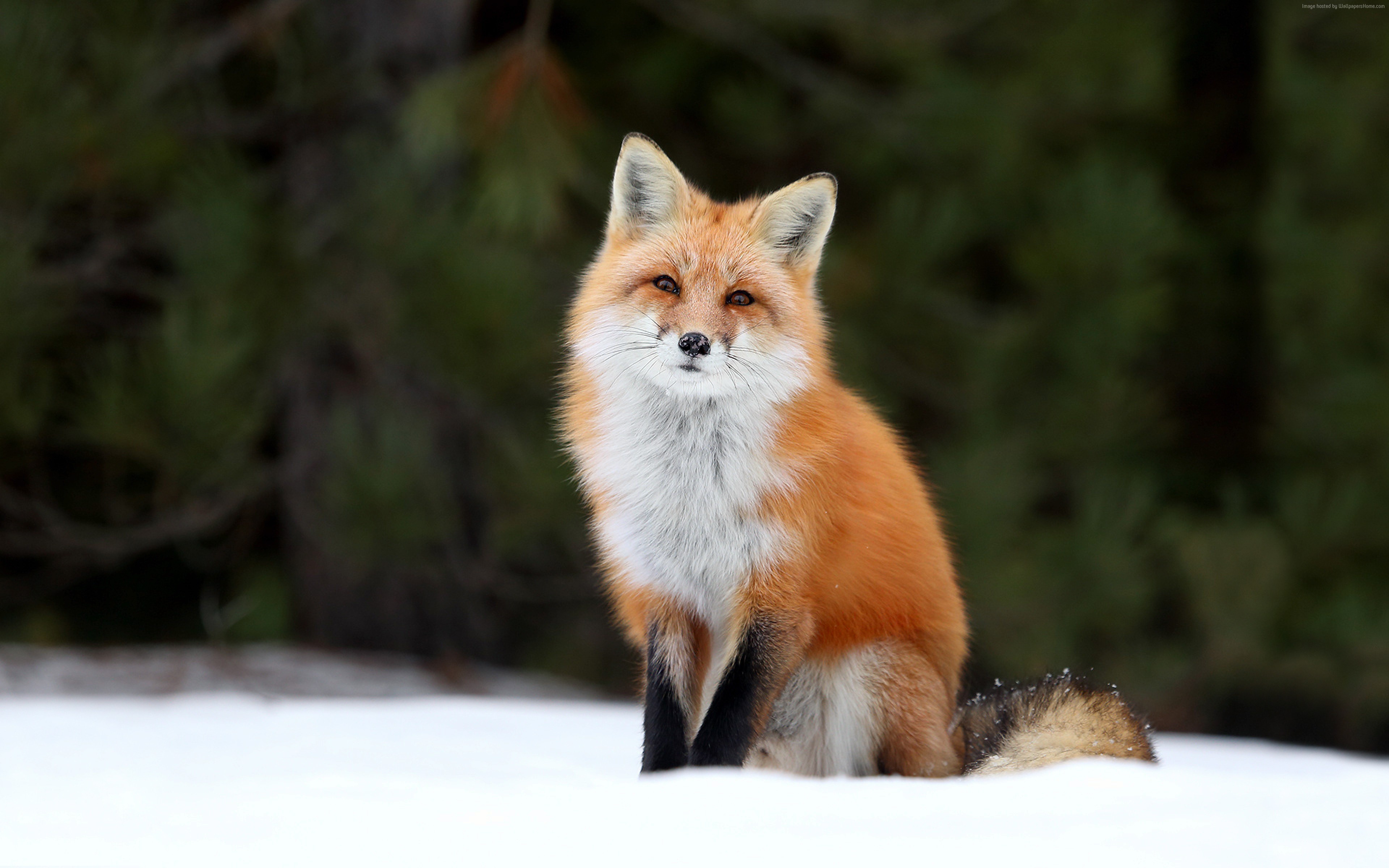 Red fox sitting in snow HD Wallpaper