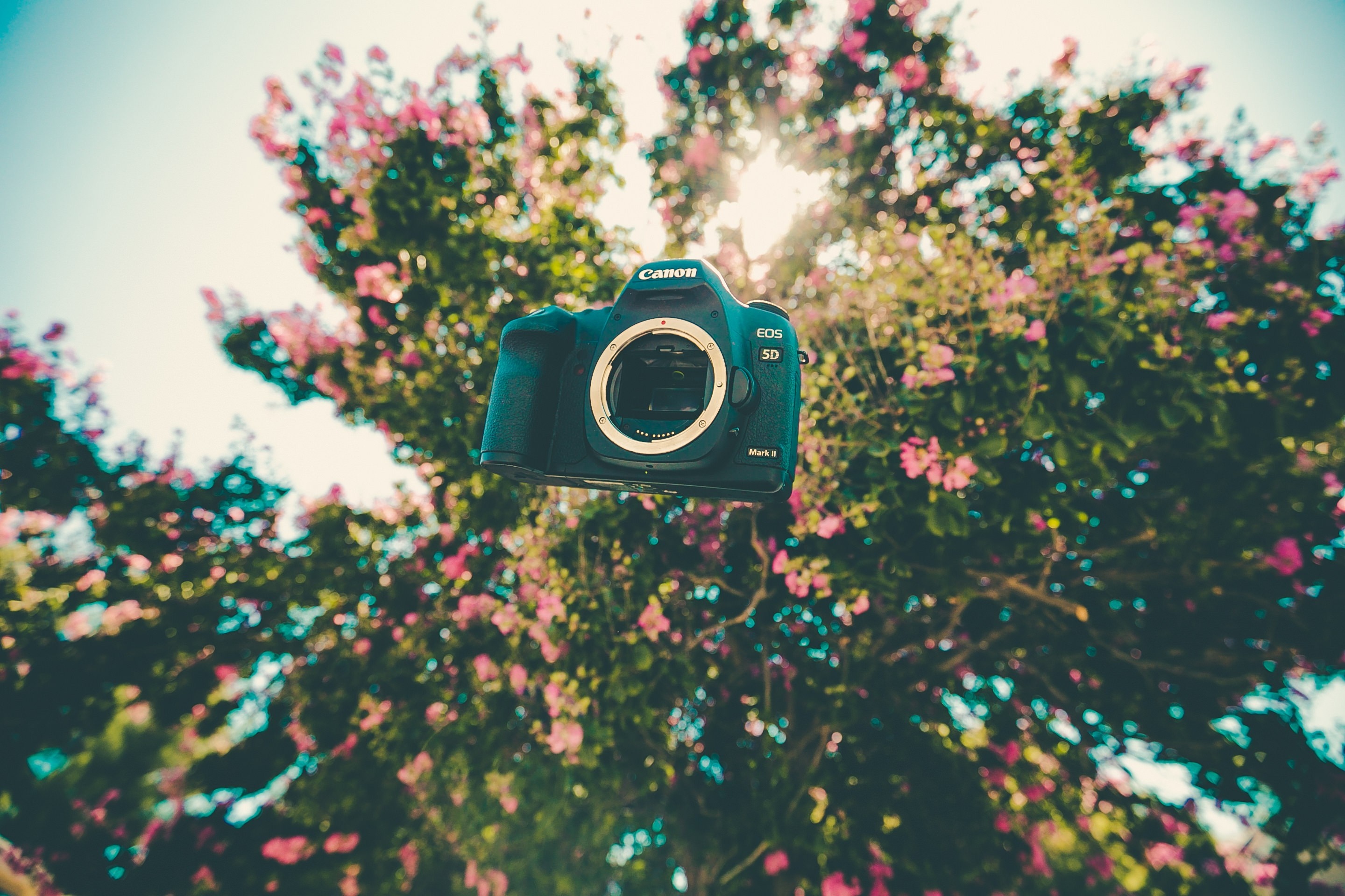 Canon EOS 5D Mark II camera floating near pink flowers HD Wallpaper
