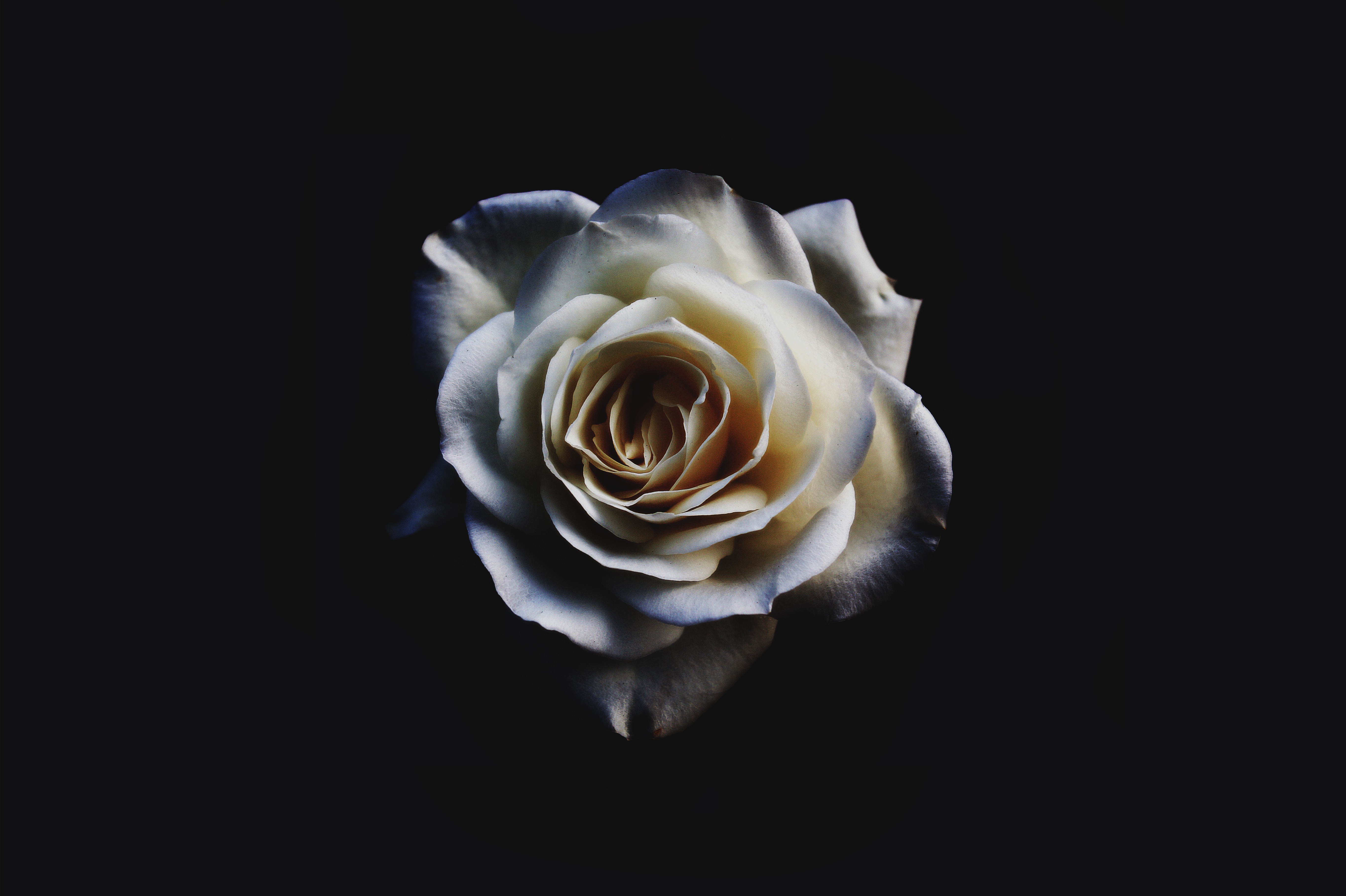 Close-up of a white rose with dark background HD Wallpaper