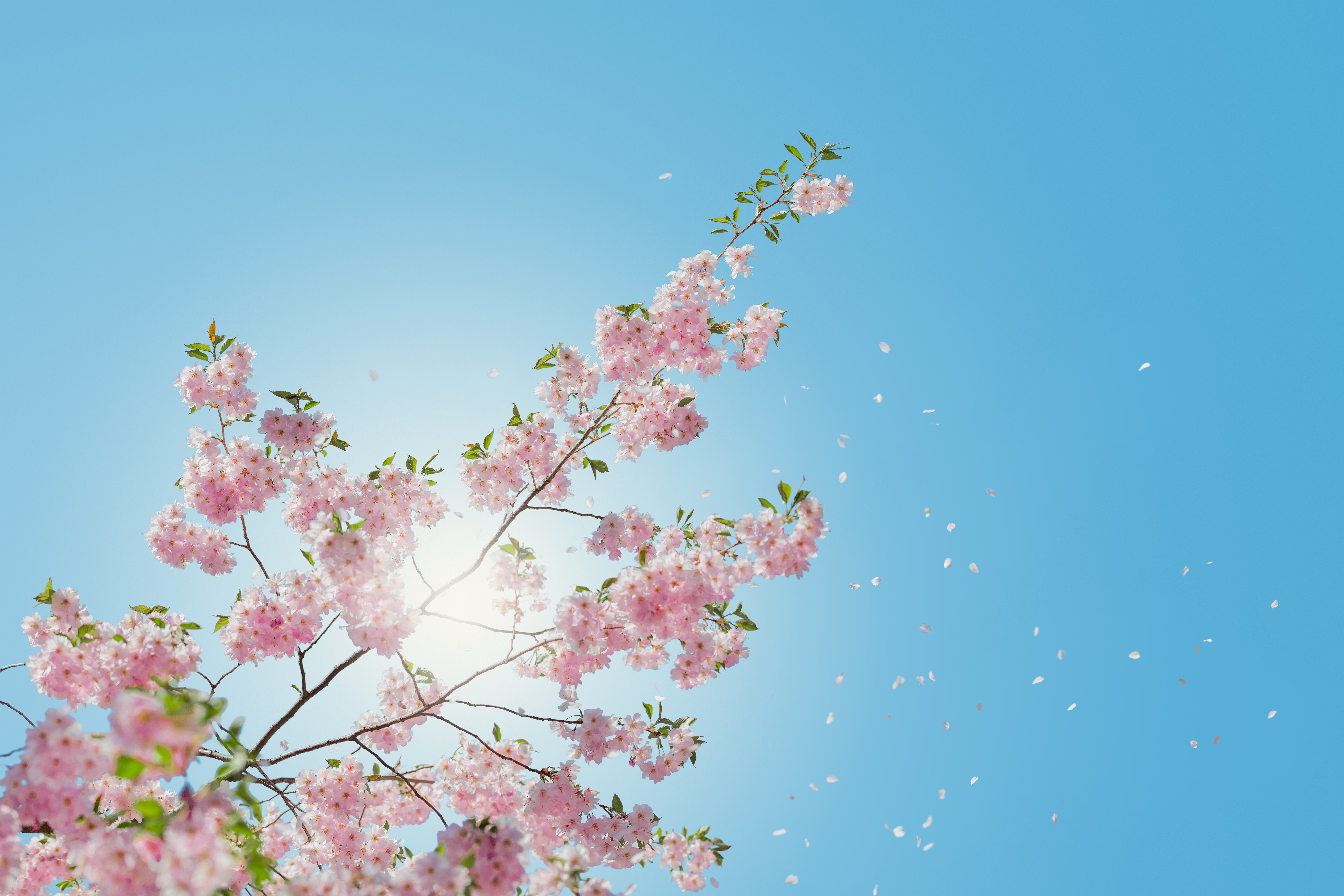 Cherry blossoms falling against a bright blue sky HD Wallpaper