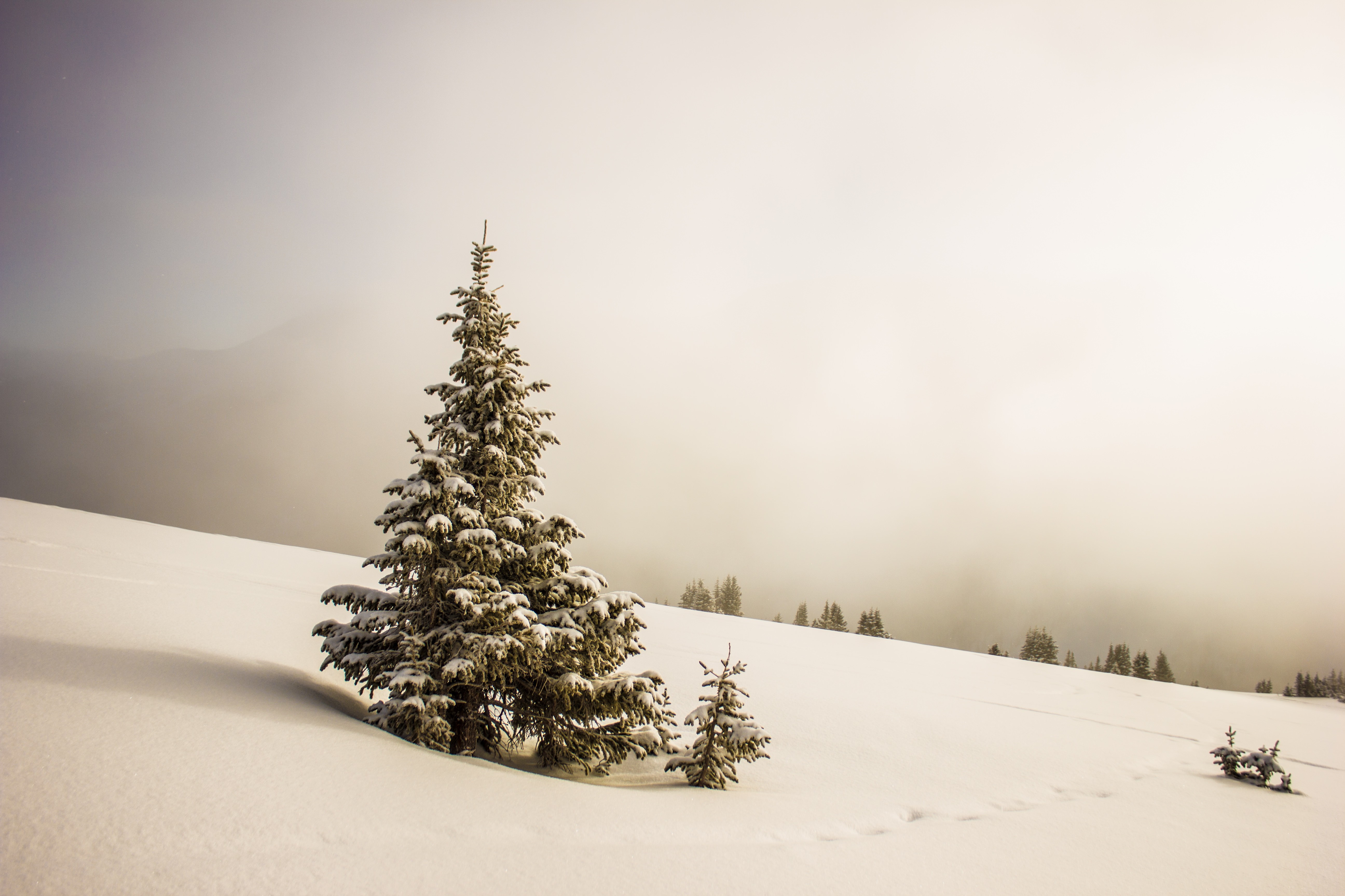 Snowy fir trees on a winter morning HD Wallpaper