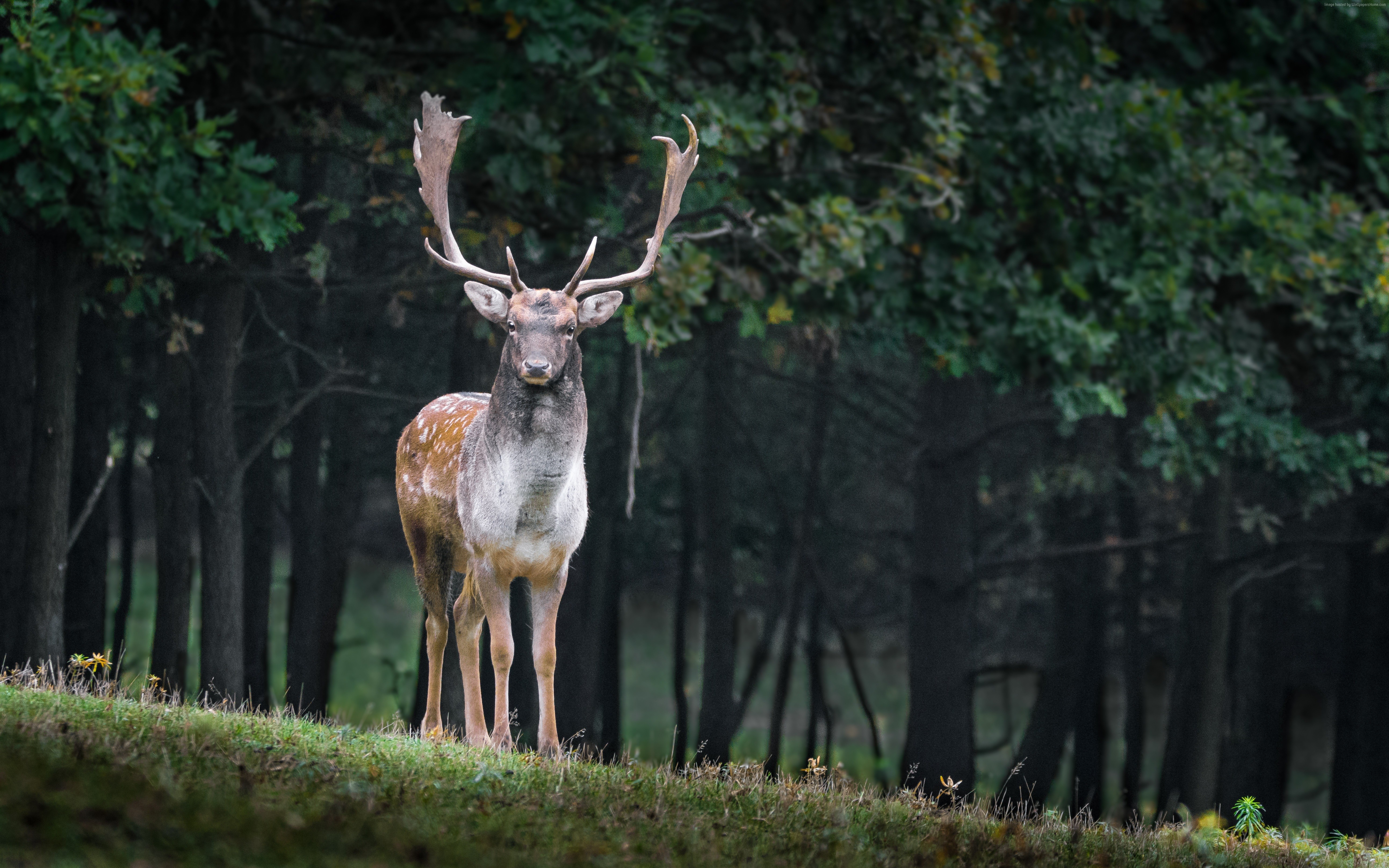 5k, cute animals, forest, deer HD Wallpaper