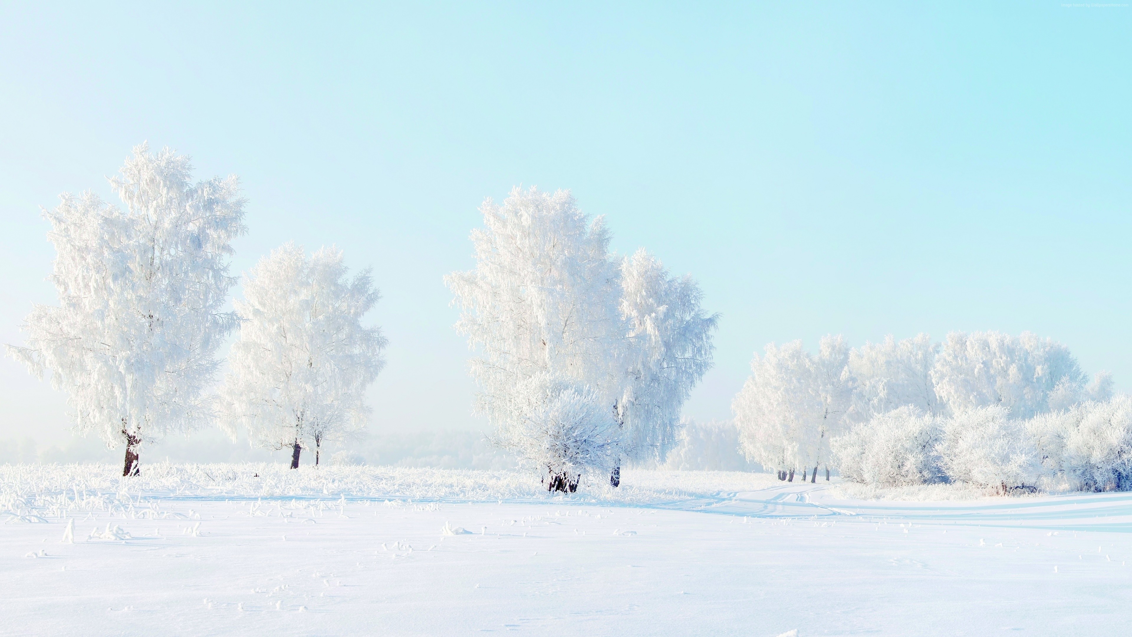 Winter landscape with snow-covered trees and clear sky HD Wallpaper