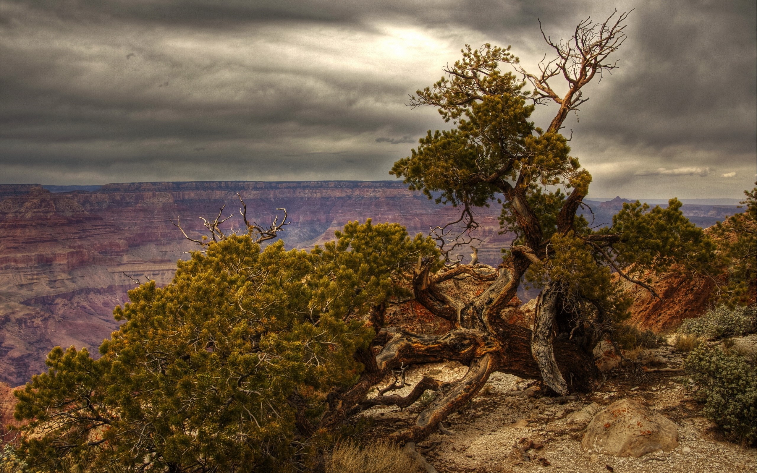 Grand Canyon with gnarled tree under cloudy sky HD Wallpaper