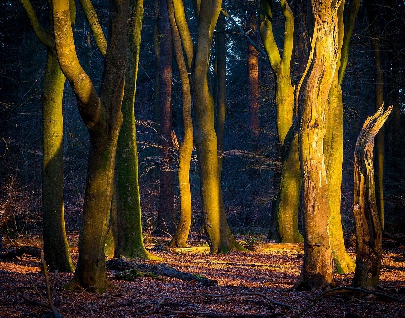Sunlight filtering through trees in an autumn forest HD Wallpaper