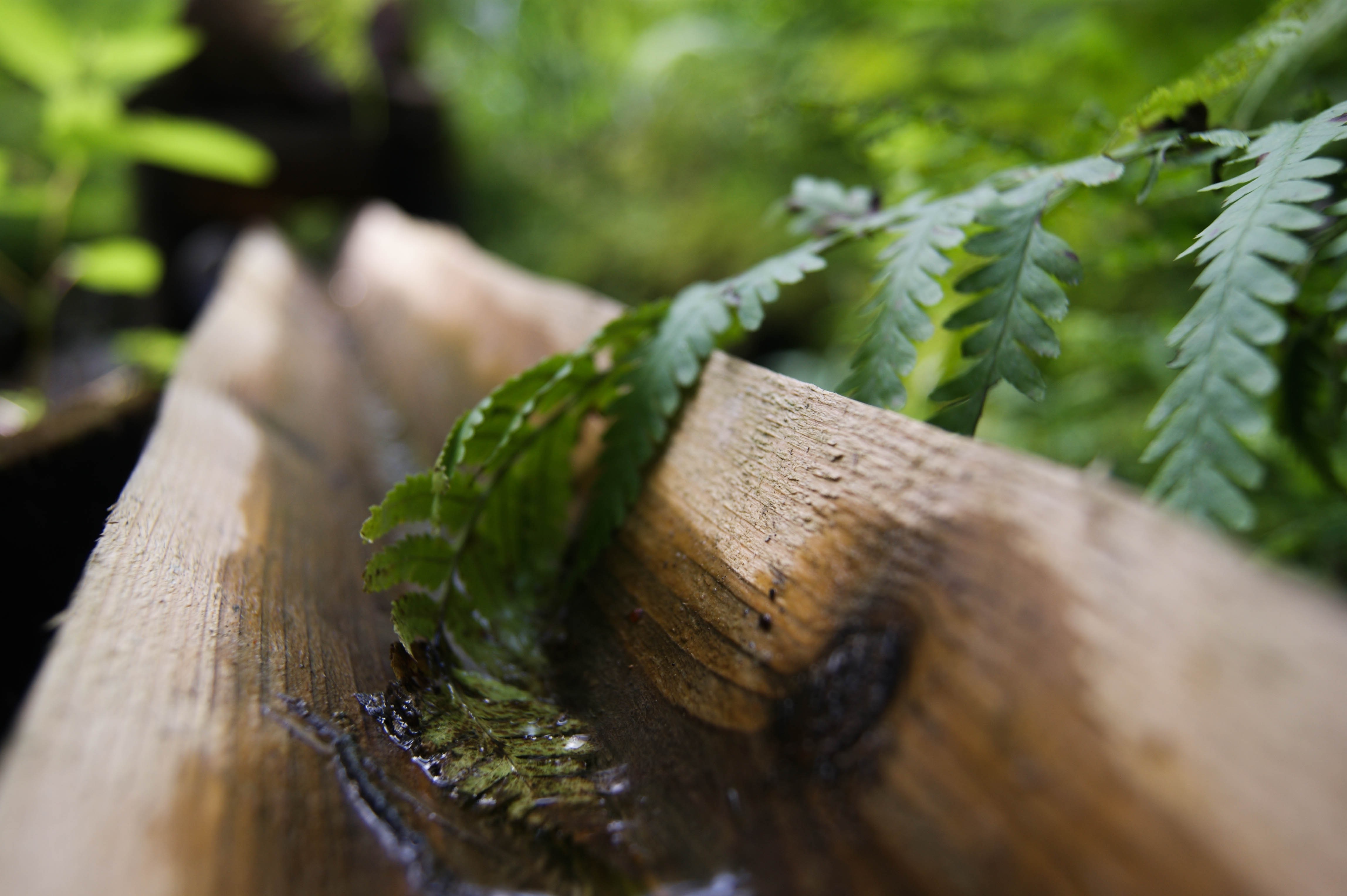 Close up of a fern leaf on wet wood HD Wallpaper