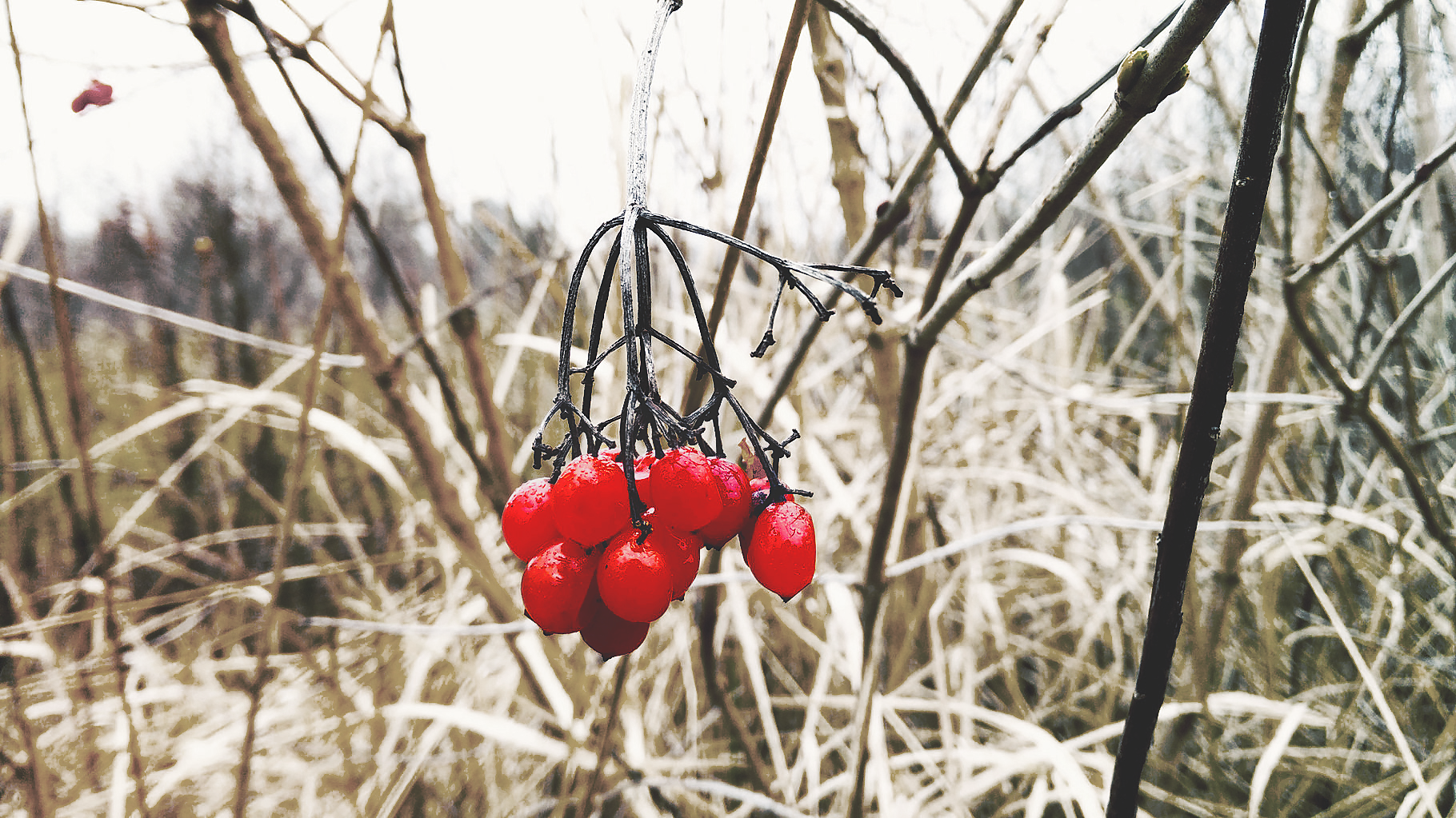Red berries on a branch in winter HD Wallpaper